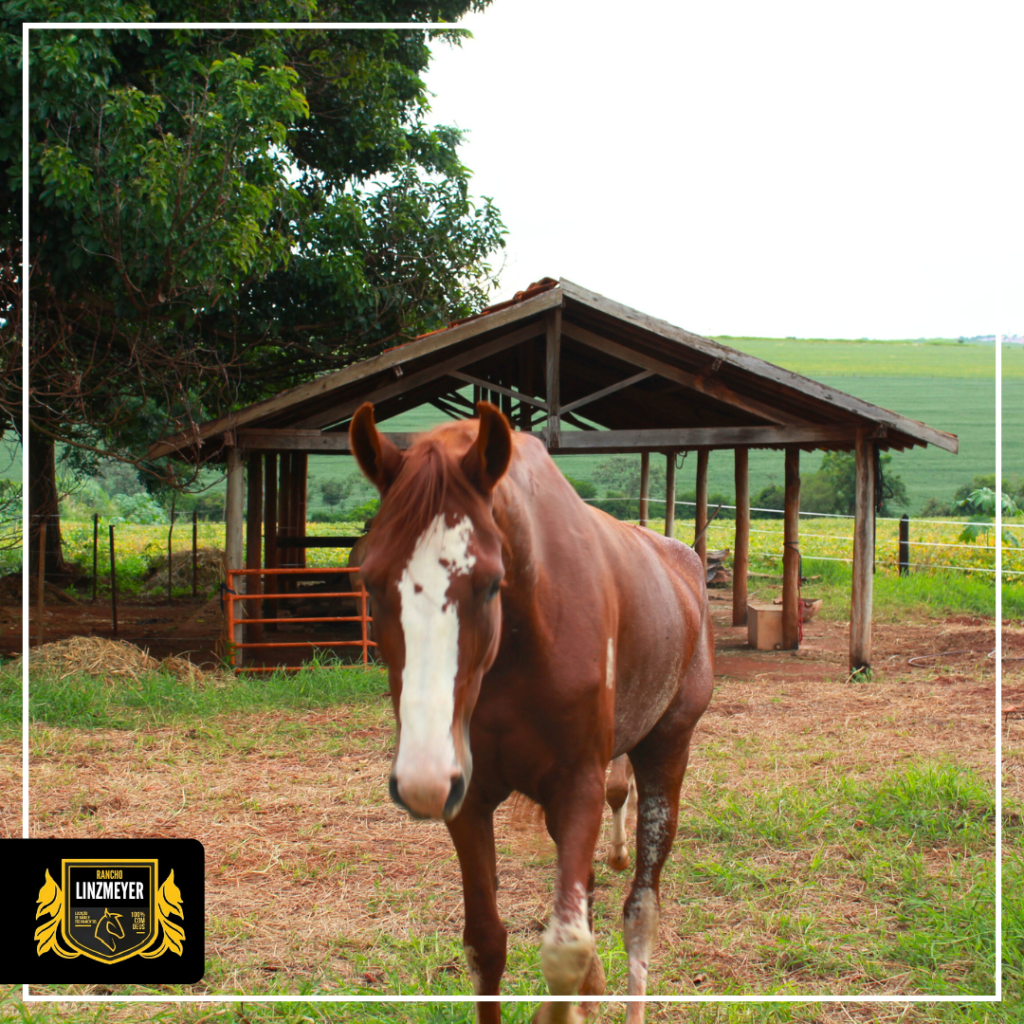 {"type":"elementor","siteurl":"https://rancholinzmeyer.com.br/wp-json/","elements":[{"id":"a0a9100","elType":"container","isInner":false,"isLocked":false,"settings":{"flex_direction":"column","min_height":{"unit":"px","size":550,"sizes":[]},"background_background":"slideshow","background_slideshow_gallery":[{"id":190,"url":"https://rancholinzmeyer.com.br/wp-content/uploads/2026/02/Whisk_103cfc3b2e83aa484194c537258dc698dr.png"},{"id":186,"url":"https://rancholinzmeyer.com.br/wp-content/uploads/2026/02/Whisk_2396deb315c476590ff456311cf3754edr.png"},{"id":182,"url":"https://rancholinzmeyer.com.br/wp-content/uploads/2026/02/Whisk_bbb69aec6f34678b4a94db4c16c7ea7bdr.png"},{"id":178,"url":"https://rancholinzmeyer.com.br/wp-content/uploads/2026/02/Whisk_2f0bee30f9740998904409edfaf966c8dr.png"}],"background_slideshow_slide_duration":1000,"background_slideshow_background_size":"cover","background_slideshow_background_position":"center center","background_overlay_background":"classic","background_overlay_color":"#0B0A0A","padding":{"unit":"px","top":"100","right":"40","bottom":"50","left":"40","isLinked":false},"hover_parallax":[{"layer_position_vr":{"unit":"%","size":30},"layer_position_hr":{"unit":"%","size":40},"_id":"0cd59ab","repeater_bg_image":{"url":"https://rancholinzmeyer.com.br/wp-content/plugins/elementor/assets/images/placeholder.png","id":"","size":""},"layer_width":100,"layer_position_hr_tablet":{"unit":"px","size":"","sizes":[]},"layer_position_hr_mobile":{"unit":"px","size":"","sizes":[]},"layer_position_vr_tablet":{"unit":"px","size":"","sizes":[]},"layer_position_vr_mobile":{"unit":"px","size":"","sizes":[]},"data_depth":0.4},{"layer_position_vr":{"unit":"%","size":60},"layer_position_hr":{"unit":"%","size":20},"_id":"d145894","repeater_bg_image":{"url":"https://rancholinzmeyer.com.br/wp-content/plugins/elementor/assets/images/placeholder.png","id":"","size":""},"layer_width":100,"layer_position_hr_tablet":{"unit":"px","size":"","sizes":[]},"layer_position_hr_mobile":{"unit":"px","size":"","sizes":[]},"layer_position_vr_tablet":{"unit":"px","size":"","sizes":[]},"layer_position_vr_mobile":{"unit":"px","size":"","sizes":[]},"data_depth":0.4}],"min_height_mobile":{"unit":"px","size":431,"sizes":[]},"background_slideshow_transition_duration":900,"container_type":"flex","content_width":"boxed","width":{"unit":"%","size":"","sizes":[]},"width_tablet":{"unit":"px","size":"","sizes":[]},"width_mobile":{"unit":"px","size":"","sizes":[]},"boxed_width":{"unit":"px","size":"","sizes":[]},"boxed_width_tablet":{"unit":"px","size":"","sizes":[]},"boxed_width_mobile":{"unit":"px","size":"","sizes":[]},"min_height_tablet":{"unit":"px","size":"","sizes":[]},"flex_direction_tablet":"","flex_direction_mobile":"","flex__is_row":"row","flex__is_column":"column","flex_justify_content":"","flex_justify_content_tablet":"","flex_justify_content_mobile":"","flex_align_items":"","flex_align_items_tablet":"","flex_align_items_mobile":"","flex_gap":{"column":"","row":"","isLinked":true,"unit":"px"},"flex_gap_tablet":{"column":"","row":"","isLinked":true,"unit":"px"},"flex_gap_mobile":{"column":"","row":"","isLinked":true,"unit":"px"},"flex_wrap":"","flex_wrap_tablet":"","flex_wrap_mobile":"","flex_align_content":"","flex_align_content_tablet":"","flex_align_content_mobile":"","grid_outline":"yes","grid_columns_grid":{"unit":"fr","size":3,"sizes":[]},"grid_columns_grid_tablet":{"unit":"fr","size":"","sizes":[]},"grid_columns_grid_mobile":{"unit":"fr","size":1,"sizes":[]},"grid_rows_grid":{"unit":"fr","size":2,"sizes":[]},"grid_rows_grid_tablet":{"unit":"fr","size":"","sizes":[]},"grid_rows_grid_mobile":{"unit":"fr","size":"","sizes":[]},"grid_gaps":{"column":"","row":"","isLinked":true,"unit":"px"},"grid_gaps_tablet":{"column":"","row":"","isLinked":true,"unit":"px"},"grid_gaps_mobile":{"column":"","row":"","isLinked":true,"unit":"px"},"grid_auto_flow":"row","grid_auto_flow_tablet":"row","grid_auto_flow_mobile":"row","grid_justify_items":"","grid_justify_items_tablet":"","grid_justify_items_mobile":"","grid_align_items":"","grid_align_items_tablet":"","grid_align_items_mobile":"","grid_justify_content":"","grid_justify_content_tablet":"","grid_justify_content_mobile":"","grid_align_content":"","grid_align_content_tablet":"","grid_align_content_mobile":"","grid__is_row":"row","grid__is_column":"column","overflow":"","html_tag":"","link":{"url":"","is_external":"","nofollow":"","custom_attributes":""},"background_color":"","background_color_stop":{"unit":"%","size":0,"sizes":[]},"background_color_stop_tablet":{"unit":"%"},"background_color_stop_mobile":{"unit":"%"},"background_color_b":"#f2295b","background_color_b_stop":{"unit":"%","size":100,"sizes":[]},"background_color_b_stop_tablet":{"unit":"%"},"background_color_b_stop_mobile":{"unit":"%"},"background_gradient_type":"linear","background_gradient_angle":{"unit":"deg","size":180,"sizes":[]},"background_gradient_angle_tablet":{"unit":"deg"},"background_gradient_angle_mobile":{"unit":"deg"},"background_gradient_position":"center center","background_gradient_position_tablet":"","background_gradient_position_mobile":"","background_image":{"url":"","id":"","size":""},"background_image_tablet":{"url":"","id":"","size":""},"background_image_mobile":{"url":"","id":"","size":""},"background_position":"","background_position_tablet":"","background_position_mobile":"","background_xpos":{"unit":"px","size":0,"sizes":[]},"background_xpos_tablet":{"unit":"px","size":0,"sizes":[]},"background_xpos_mobile":{"unit":"px","size":0,"sizes":[]},"background_ypos":{"unit":"px","size":0,"sizes":[]},"background_ypos_tablet":{"unit":"px","size":0,"sizes":[]},"background_ypos_mobile":{"unit":"px","size":0,"sizes":[]},"background_attachment":"","background_repeat":"","background_repeat_tablet":"","background_repeat_mobile":"","background_size":"","background_size_tablet":"","background_size_mobile":"","background_bg_width":{"unit":"%","size":100,"sizes":[]},"background_bg_width_tablet":{"unit":"px","size":"","sizes":[]},"background_bg_width_mobile":{"unit":"px","size":"","sizes":[]},"background_video_link":"","background_video_start":"","background_video_end":"","background_play_once":"","background_play_on_mobile":"","background_privacy_mode":"","background_video_fallback":{"url":"","id":"","size":""},"background_slideshow_loop":"yes","background_slideshow_slide_transition":"fade","background_slideshow_background_size_tablet":"","background_slideshow_background_size_mobile":"","background_slideshow_background_position_tablet":"","background_slideshow_background_position_mobile":"","background_slideshow_lazyload":"","background_slideshow_ken_burns":"","background_slideshow_ken_burns_zoom_direction":"in","handle_slideshow_asset_loading":"","background_hover_background":"","background_hover_color":"","background_hover_color_stop":{"unit":"%","size":0,"sizes":[]},"background_hover_color_stop_tablet":{"unit":"%"},"background_hover_color_stop_mobile":{"unit":"%"},"background_hover_color_b":"#f2295b","background_hover_color_b_stop":{"unit":"%","size":100,"sizes":[]},"background_hover_color_b_stop_tablet":{"unit":"%"},"background_hover_color_b_stop_mobile":{"unit":"%"},"background_hover_gradient_type":"linear","background_hover_gradient_angle":{"unit":"deg","size":180,"sizes":[]},"background_hover_gradient_angle_tablet":{"unit":"deg"},"background_hover_gradient_angle_mobile":{"unit":"deg"},"background_hover_gradient_position":"center center","background_hover_gradient_position_tablet":"","background_hover_gradient_position_mobile":"","background_hover_image":{"url":"","id":"","size":""},"background_hover_image_tablet":{"url":"","id":"","size":""},"background_hover_image_mobile":{"url":"","id":"","size":""},"background_hover_position":"","background_hover_position_tablet":"","background_hover_position_mobile":"","background_hover_xpos":{"unit":"px","size":0,"sizes":[]},"background_hover_xpos_tablet":{"unit":"px","size":0,"sizes":[]},"background_hover_xpos_mobile":{"unit":"px","size":0,"sizes":[]},"background_hover_ypos":{"unit":"px","size":0,"sizes":[]},"background_hover_ypos_tablet":{"unit":"px","size":0,"sizes":[]},"background_hover_ypos_mobile":{"unit":"px","size":0,"sizes":[]},"background_hover_attachment":"","background_hover_repeat":"","background_hover_repeat_tablet":"","background_hover_repeat_mobile":"","background_hover_size":"","background_hover_size_tablet":"","background_hover_size_mobile":"","background_hover_bg_width":{"unit":"%","size":100,"sizes":[]},"background_hover_bg_width_tablet":{"unit":"px","size":"","sizes":[]},"background_hover_bg_width_mobile":{"unit":"px","size":"","sizes":[]},"background_hover_video_link":"","background_hover_video_start":"","background_hover_video_end":"","background_hover_play_once":"","background_hover_play_on_mobile":"","background_hover_privacy_mode":"","background_hover_video_fallback":{"url":"","id":"","size":""},"background_hover_slideshow_gallery":[],"background_hover_slideshow_loop":"yes","background_hover_slideshow_slide_duration":5000,"background_hover_slideshow_slide_transition":"fade","background_hover_slideshow_transition_duration":500,"background_hover_slideshow_background_size":"","background_hover_slideshow_background_size_tablet":"","background_hover_slideshow_background_size_mobile":"","background_hover_slideshow_background_position":"","background_hover_slideshow_background_position_tablet":"","background_hover_slideshow_background_position_mobile":"","background_hover_slideshow_lazyload":"","background_hover_slideshow_ken_burns":"","background_hover_slideshow_ken_burns_zoom_direction":"in","background_hover_transition":{"unit":"px","size":0.3,"sizes":[]},"background_overlay_color_stop":{"unit":"%","size":0,"sizes":[]},"background_overlay_color_stop_tablet":{"unit":"%"},"background_overlay_color_stop_mobile":{"unit":"%"},"background_overlay_color_b":"#f2295b","background_overlay_color_b_stop":{"unit":"%","size":100,"sizes":[]},"background_overlay_color_b_stop_tablet":{"unit":"%"},"background_overlay_color_b_stop_mobile":{"unit":"%"},"background_overlay_gradient_type":"linear","background_overlay_gradient_angle":{"unit":"deg","size":180,"sizes":[]},"background_overlay_gradient_angle_tablet":{"unit":"deg"},"background_overlay_gradient_angle_mobile":{"unit":"deg"},"background_overlay_gradient_position":"center center","background_overlay_gradient_position_tablet":"","background_overlay_gradient_position_mobile":"","background_overlay_image":{"url":"","id":"","size":""},"background_overlay_image_tablet":{"url":"","id":"","size":""},"background_overlay_image_mobile":{"url":"","id":"","size":""},"background_overlay_position":"","background_overlay_position_tablet":"","background_overlay_position_mobile":"","background_overlay_xpos":{"unit":"px","size":0,"sizes":[]},"background_overlay_xpos_tablet":{"unit":"px","size":0,"sizes":[]},"background_overlay_xpos_mobile":{"unit":"px","size":0,"sizes":[]},"background_overlay_ypos":{"unit":"px","size":0,"sizes":[]},"background_overlay_ypos_tablet":{"unit":"px","size":0,"sizes":[]},"background_overlay_ypos_mobile":{"unit":"px","size":0,"sizes":[]},"background_overlay_attachment":"","background_overlay_repeat":"","background_overlay_repeat_tablet":"","background_overlay_repeat_mobile":"","background_overlay_size":"","background_overlay_size_tablet":"","background_overlay_size_mobile":"","background_overlay_bg_width":{"unit":"%","size":100,"sizes":[]},"background_overlay_bg_width_tablet":{"unit":"px","size":"","sizes":[]},"background_overlay_bg_width_mobile":{"unit":"px","size":"","sizes":[]},"background_overlay_video_link":"","background_overlay_video_start":"","background_overlay_video_end":"","background_overlay_play_once":"","background_overlay_play_on_mobile":"","background_overlay_privacy_mode":"","background_overlay_video_fallback":{"url":"","id":"","size":""},"background_overlay_slideshow_gallery":[],"background_overlay_slideshow_loop":"yes","background_overlay_slideshow_slide_duration":5000,"background_overlay_slideshow_slide_transition":"fade","background_overlay_slideshow_transition_duration":500,"background_overlay_slideshow_background_size":"","background_overlay_slideshow_background_size_tablet":"","background_overlay_slideshow_background_size_mobile":"","background_overlay_slideshow_background_position":"","background_overlay_slideshow_background_position_tablet":"","background_overlay_slideshow_background_position_mobile":"","background_overlay_slideshow_lazyload":"","background_overlay_slideshow_ken_burns":"","background_overlay_slideshow_ken_burns_zoom_direction":"in","background_overlay_opacity":{"unit":"px","size":0.5,"sizes":[]},"background_overlay_opacity_tablet":{"unit":"px","size":"","sizes":[]},"background_overlay_opacity_mobile":{"unit":"px","size":"","sizes":[]},"css_filters_css_filter":"","css_filters_blur":{"unit":"px","size":0,"sizes":[]},"css_filters_brightness":{"unit":"px","size":100,"sizes":[]},"css_filters_contrast":{"unit":"px","size":100,"sizes":[]},"css_filters_saturate":{"unit":"px","size":100,"sizes":[]},"css_filters_hue":{"unit":"px","size":0,"sizes":[]},"overlay_blend_mode":"","background_overlay_hover_background":"","background_overlay_hover_color":"","background_overlay_hover_color_stop":{"unit":"%","size":0,"sizes":[]},"background_overlay_hover_color_stop_tablet":{"unit":"%"},"background_overlay_hover_color_stop_mobile":{"unit":"%"},"background_overlay_hover_color_b":"#f2295b","background_overlay_hover_color_b_stop":{"unit":"%","size":100,"sizes":[]},"background_overlay_hover_color_b_stop_tablet":{"unit":"%"},"background_overlay_hover_color_b_stop_mobile":{"unit":"%"},"background_overlay_hover_gradient_type":"linear","background_overlay_hover_gradient_angle":{"unit":"deg","size":180,"sizes":[]},"background_overlay_hover_gradient_angle_tablet":{"unit":"deg"},"background_overlay_hover_gradient_angle_mobile":{"unit":"deg"},"background_overlay_hover_gradient_position":"center center","background_overlay_hover_gradient_position_tablet":"","background_overlay_hover_gradient_position_mobile":"","background_overlay_hover_image":{"url":"","id":"","size":""},"background_overlay_hover_image_tablet":{"url":"","id":"","size":""},"background_overlay_hover_image_mobile":{"url":"","id":"","size":""},"background_overlay_hover_position":"","background_overlay_hover_position_tablet":"","background_overlay_hover_position_mobile":"","background_overlay_hover_xpos":{"unit":"px","size":0,"sizes":[]},"background_overlay_hover_xpos_tablet":{"unit":"px","size":0,"sizes":[]},"background_overlay_hover_xpos_mobile":{"unit":"px","size":0,"sizes":[]},"background_overlay_hover_ypos":{"unit":"px","size":0,"sizes":[]},"background_overlay_hover_ypos_tablet":{"unit":"px","size":0,"sizes":[]},"background_overlay_hover_ypos_mobile":{"unit":"px","size":0,"sizes":[]},"background_overlay_hover_attachment":"","background_overlay_hover_repeat":"","background_overlay_hover_repeat_tablet":"","background_overlay_hover_repeat_mobile":"","background_overlay_hover_size":"","background_overlay_hover_size_tablet":"","background_overlay_hover_size_mobile":"","background_overlay_hover_bg_width":{"unit":"%","size":100,"sizes":[]},"background_overlay_hover_bg_width_tablet":{"unit":"px","size":"","sizes":[]},"background_overlay_hover_bg_width_mobile":{"unit":"px","size":"","sizes":[]},"background_overlay_hover_video_link":"","background_overlay_hover_video_start":"","background_overlay_hover_video_end":"","background_overlay_hover_play_once":"","background_overlay_hover_play_on_mobile":"","background_overlay_hover_privacy_mode":"","background_overlay_hover_video_fallback":{"url":"","id":"","size":""},"background_overlay_hover_slideshow_gallery":[],"background_overlay_hover_slideshow_loop":"yes","background_overlay_hover_slideshow_slide_duration":5000,"background_overlay_hover_slideshow_slide_transition":"fade","background_overlay_hover_slideshow_transition_duration":500,"background_overlay_hover_slideshow_background_size":"","background_overlay_hover_slideshow_background_size_tablet":"","background_overlay_hover_slideshow_background_size_mobile":"","background_overlay_hover_slideshow_background_position":"","background_overlay_hover_slideshow_background_position_tablet":"","background_overlay_hover_slideshow_background_position_mobile":"","background_overlay_hover_slideshow_lazyload":"","background_overlay_hover_slideshow_ken_burns":"","background_overlay_hover_slideshow_ken_burns_zoom_direction":"in","background_overlay_hover_opacity":{"unit":"px","size":0.5,"sizes":[]},"background_overlay_hover_opacity_tablet":{"unit":"px","size":"","sizes":[]},"background_overlay_hover_opacity_mobile":{"unit":"px","size":"","sizes":[]},"background_overlay_hover_transition":{"unit":"px","size":"","sizes":[]},"css_filters_hover_css_filter":"","css_filters_hover_blur":{"unit":"px","size":0,"sizes":[]},"css_filters_hover_brightness":{"unit":"px","size":100,"sizes":[]},"css_filters_hover_contrast":{"unit":"px","size":100,"sizes":[]},"css_filters_hover_saturate":{"unit":"px","size":100,"sizes":[]},"css_filters_hover_hue":{"unit":"px","size":0,"sizes":[]},"border_border":"","border_width":{"unit":"px","top":"","right":"","bottom":"","left":"","isLinked":true},"border_width_tablet":{"unit":"px","top":"","right":"","bottom":"","left":"","isLinked":true},"border_width_mobile":{"unit":"px","top":"","right":"","bottom":"","left":"","isLinked":true},"border_color":"","border_radius":{"unit":"px","top":"","right":"","bottom":"","left":"","isLinked":true},"border_radius_tablet":{"unit":"px","top":"","right":"","bottom":"","left":"","isLinked":true},"border_radius_mobile":{"unit":"px","top":"","right":"","bottom":"","left":"","isLinked":true},"box_shadow_box_shadow_type":"","box_shadow_box_shadow":{"horizontal":0,"vertical":0,"blur":10,"spread":0,"color":"rgba(0,0,0,0.5)"},"box_shadow_box_shadow_position":" ","border_hover_border":"","border_hover_width":{"unit":"px","top":"","right":"","bottom":"","left":"","isLinked":true},"border_hover_width_tablet":{"unit":"px","top":"","right":"","bottom":"","left":"","isLinked":true},"border_hover_width_mobile":{"unit":"px","top":"","right":"","bottom":"","left":"","isLinked":true},"border_hover_color":"","border_radius_hover":{"unit":"px","top":"","right":"","bottom":"","left":"","isLinked":true},"border_radius_hover_tablet":{"unit":"px","top":"","right":"","bottom":"","left":"","isLinked":true},"border_radius_hover_mobile":{"unit":"px","top":"","right":"","bottom":"","left":"","isLinked":true},"box_shadow_hover_box_shadow_type":"","box_shadow_hover_box_shadow":{"horizontal":0,"vertical":0,"blur":10,"spread":0,"color":"rgba(0,0,0,0.5)"},"box_shadow_hover_box_shadow_position":" ","border_hover_transition":{"unit":"px","size":0.3,"sizes":[]},"shape_divider_top":"","shape_divider_top_color":"","shape_divider_top_width":{"unit":"%","size":"","sizes":[]},"shape_divider_top_width_tablet":{"unit":"%","size":"","sizes":[]},"shape_divider_top_width_mobile":{"unit":"%","size":"","sizes":[]},"shape_divider_top_height":{"unit":"px","size":"","sizes":[]},"shape_divider_top_height_tablet":{"unit":"px","size":"","sizes":[]},"shape_divider_top_height_mobile":{"unit":"px","size":"","sizes":[]},"shape_divider_top_flip":"","shape_divider_top_negative":"","shape_divider_top_above_content":"","shape_divider_bottom":"","shape_divider_bottom_color":"","shape_divider_bottom_width":{"unit":"%","size":"","sizes":[]},"shape_divider_bottom_width_tablet":{"unit":"%","size":"","sizes":[]},"shape_divider_bottom_width_mobile":{"unit":"%","size":"","sizes":[]},"shape_divider_bottom_height":{"unit":"px","size":"","sizes":[]},"shape_divider_bottom_height_tablet":{"unit":"px","size":"","sizes":[]},"shape_divider_bottom_height_mobile":{"unit":"px","size":"","sizes":[]},"shape_divider_bottom_flip":"","shape_divider_bottom_negative":"","shape_divider_bottom_above_content":"","margin":{"unit":"px","top":"","right":"","bottom":"","left":"","isLinked":true},"margin_tablet":{"unit":"px","top":"","right":"","bottom":"","left":"","isLinked":true},"margin_mobile":{"unit":"px","top":"","right":"","bottom":"","left":"","isLinked":true},"padding_tablet":{"unit":"px","top":"","right":"","bottom":"","left":"","isLinked":true},"padding_mobile":{"unit":"px","top":"","right":"","bottom":"","left":"","isLinked":true},"grid_column":"","grid_column_tablet":"","grid_column_mobile":"","grid_column_custom":"","grid_column_custom_tablet":"","grid_column_custom_mobile":"","grid_row":"","grid_row_tablet":"","grid_row_mobile":"","grid_row_custom":"","grid_row_custom_tablet":"","grid_row_custom_mobile":"","_flex_align_self":"","_flex_align_self_tablet":"","_flex_align_self_mobile":"","_flex_order":"","_flex_order_tablet":"","_flex_order_mobile":"","_flex_order_custom":"","_flex_order_custom_tablet":"","_flex_order_custom_mobile":"","_flex_size":"","_flex_size_tablet":"","_flex_size_mobile":"","_flex_grow":1,"_flex_grow_tablet":"","_flex_grow_mobile":"","_flex_shrink":1,"_flex_shrink_tablet":"","_flex_shrink_mobile":"","position":"","_offset_orientation_h":"start","_offset_x":{"unit":"px","size":0,"sizes":[]},"_offset_x_tablet":{"unit":"px","size":"","sizes":[]},"_offset_x_mobile":{"unit":"px","size":"","sizes":[]},"_offset_x_end":{"unit":"px","size":0,"sizes":[]},"_offset_x_end_tablet":{"unit":"px","size":"","sizes":[]},"_offset_x_end_mobile":{"unit":"px","size":"","sizes":[]},"_offset_orientation_v":"start","_offset_y":{"unit":"px","size":0,"sizes":[]},"_offset_y_tablet":{"unit":"px","size":"","sizes":[]},"_offset_y_mobile":{"unit":"px","size":"","sizes":[]},"_offset_y_end":{"unit":"px","size":0,"sizes":[]},"_offset_y_end_tablet":{"unit":"px","size":"","sizes":[]},"_offset_y_end_mobile":{"unit":"px","size":"","sizes":[]},"z_index":"","z_index_tablet":"","z_index_mobile":"","_element_id":"","css_classes":"","wpr_enable_particles":"no","which_particle":"wpr_particle_json_custom","wpr_particle_json_custom":"{\"particles\":{\"number\":{\"value\":80,\"density\":{\"enable\":true,\"value_area\":800}},\"color\":{\"value\":\"#000000\"},\"shape\":{\"type\":\"circle\",\"stroke\":{\"width\":0,\"color\":\"#000000\"},\"polygon\":{\"nb_sides\":5},\"image\":{\"src\":\"img/github.svg\",\"width\":100,\"height\":100}},\"opacity\":{\"value\":0.5,\"random\":false,\"anim\":{\"enable\":false,\"speed\":1,\"opacity_min\":0.1,\"sync\":false}},\"size\":{\"value\":3,\"random\":true,\"anim\":{\"enable\":false,\"speed\":40,\"size_min\":0.1,\"sync\":false}},\"line_linked\":{\"enable\":true,\"distance\":150,\"color\":\"#000000\",\"opacity\":0.4,\"width\":1},\"move\":{\"enable\":true,\"speed\":6,\"direction\":\"none\",\"random\":false,\"straight\":false,\"out_mode\":\"out\",\"bounce\":false,\"attract\":{\"enable\":false,\"rotateX\":600,\"rotateY\":1200}}},\"interactivity\":{\"detect_on\":\"window\",\"events\":{\"onhover\":{\"enable\":true,\"mode\":\"repulse\"},\"onclick\":{\"enable\":true,\"mode\":\"push\"},\"resize\":true},\"modes\":{\"grab\":{\"distance\":400,\"line_linked\":{\"opacity\":1}},\"bubble\":{\"distance\":400,\"size\":40,\"duration\":2,\"opacity\":8,\"speed\":3},\"repulse\":{\"distance\":200,\"duration\":0.4},\"push\":{\"particles_nb\":4},\"remove\":{\"particles_nb\":2}}},\"retina_detect\":true}","wpr_enable_jarallax":"no","speed":1.4,"scroll_effect":"scroll","bg_image":{"url":"https://rancholinzmeyer.com.br/wp-content/plugins/elementor/assets/images/placeholder.png","id":"","size":""},"wpr_enable_parallax_hover":"no","invert_direction":"no","scalar_speed":{"unit":"%","size":10,"sizes":[]},"enable_sticky_section":"no","enable_on_devices":["desktop_sticky"],"position_type":"sticky","sticky_type":"sticky","position_location":"top","position_offset":0,"position_offset_tablet":0,"position_offset_mobile":0,"wpr_z_index":10,"custom_breakpoints":false,"active_breakpoints":["mobile_sticky","tablet_sticky","desktop_sticky"],"animation":"","animation_tablet":"","animation_mobile":"","animation_duration":"","animation_delay":"","_transform_rotate_popover":"","_transform_rotateZ_effect":{"unit":"px","size":"","sizes":[]},"_transform_rotateZ_effect_tablet":{"unit":"deg","size":"","sizes":[]},"_transform_rotateZ_effect_mobile":{"unit":"deg","size":"","sizes":[]},"_transform_rotate_3d":"","_transform_rotateX_effect":{"unit":"px","size":"","sizes":[]},"_transform_rotateX_effect_tablet":{"unit":"deg","size":"","sizes":[]},"_transform_rotateX_effect_mobile":{"unit":"deg","size":"","sizes":[]},"_transform_rotateY_effect":{"unit":"px","size":"","sizes":[]},"_transform_rotateY_effect_tablet":{"unit":"deg","size":"","sizes":[]},"_transform_rotateY_effect_mobile":{"unit":"deg","size":"","sizes":[]},"_transform_perspective_effect":{"unit":"px","size":"","sizes":[]},"_transform_perspective_effect_tablet":{"unit":"px","size":"","sizes":[]},"_transform_perspective_effect_mobile":{"unit":"px","size":"","sizes":[]},"_transform_translate_popover":"","_transform_translateX_effect":{"unit":"px","size":"","sizes":[]},"_transform_translateX_effect_tablet":{"unit":"px","size":"","sizes":[]},"_transform_translateX_effect_mobile":{"unit":"px","size":"","sizes":[]},"_transform_translateY_effect":{"unit":"px","size":"","sizes":[]},"_transform_translateY_effect_tablet":{"unit":"px","size":"","sizes":[]},"_transform_translateY_effect_mobile":{"unit":"px","size":"","sizes":[]},"_transform_scale_popover":"","_transform_keep_proportions":"yes","_transform_scale_effect":{"unit":"px","size":"","sizes":[]},"_transform_scale_effect_tablet":{"unit":"px","size":"","sizes":[]},"_transform_scale_effect_mobile":{"unit":"px","size":"","sizes":[]},"_transform_scaleX_effect":{"unit":"px","size":"","sizes":[]},"_transform_scaleX_effect_tablet":{"unit":"px","size":"","sizes":[]},"_transform_scaleX_effect_mobile":{"unit":"px","size":"","sizes":[]},"_transform_scaleY_effect":{"unit":"px","size":"","sizes":[]},"_transform_scaleY_effect_tablet":{"unit":"px","size":"","sizes":[]},"_transform_scaleY_effect_mobile":{"unit":"px","size":"","sizes":[]},"_transform_skew_popover":"","_transform_skewX_effect":{"unit":"px","size":"","sizes":[]},"_transform_skewX_effect_tablet":{"unit":"deg","size":"","sizes":[]},"_transform_skewX_effect_mobile":{"unit":"deg","size":"","sizes":[]},"_transform_skewY_effect":{"unit":"px","size":"","sizes":[]},"_transform_skewY_effect_tablet":{"unit":"deg","size":"","sizes":[]},"_transform_skewY_effect_mobile":{"unit":"deg","size":"","sizes":[]},"_transform_flipX_effect":"","_transform_flipY_effect":"","_transform_rotate_popover_hover":"","_transform_rotateZ_effect_hover":{"unit":"px","size":"","sizes":[]},"_transform_rotateZ_effect_hover_tablet":{"unit":"deg","size":"","sizes":[]},"_transform_rotateZ_effect_hover_mobile":{"unit":"deg","size":"","sizes":[]},"_transform_rotate_3d_hover":"","_transform_rotateX_effect_hover":{"unit":"px","size":"","sizes":[]},"_transform_rotateX_effect_hover_tablet":{"unit":"deg","size":"","sizes":[]},"_transform_rotateX_effect_hover_mobile":{"unit":"deg","size":"","sizes":[]},"_transform_rotateY_effect_hover":{"unit":"px","size":"","sizes":[]},"_transform_rotateY_effect_hover_tablet":{"unit":"deg","size":"","sizes":[]},"_transform_rotateY_effect_hover_mobile":{"unit":"deg","size":"","sizes":[]},"_transform_perspective_effect_hover":{"unit":"px","size":"","sizes":[]},"_transform_perspective_effect_hover_tablet":{"unit":"px","size":"","sizes":[]},"_transform_perspective_effect_hover_mobile":{"unit":"px","size":"","sizes":[]},"_transform_translate_popover_hover":"","_transform_translateX_effect_hover":{"unit":"px","size":"","sizes":[]},"_transform_translateX_effect_hover_tablet":{"unit":"px","size":"","sizes":[]},"_transform_translateX_effect_hover_mobile":{"unit":"px","size":"","sizes":[]},"_transform_translateY_effect_hover":{"unit":"px","size":"","sizes":[]},"_transform_translateY_effect_hover_tablet":{"unit":"px","size":"","sizes":[]},"_transform_translateY_effect_hover_mobile":{"unit":"px","size":"","sizes":[]},"_transform_scale_popover_hover":"","_transform_keep_proportions_hover":"yes","_transform_scale_effect_hover":{"unit":"px","size":"","sizes":[]},"_transform_scale_effect_hover_tablet":{"unit":"px","size":"","sizes":[]},"_transform_scale_effect_hover_mobile":{"unit":"px","size":"","sizes":[]},"_transform_scaleX_effect_hover":{"unit":"px","size":"","sizes":[]},"_transform_scaleX_effect_hover_tablet":{"unit":"px","size":"","sizes":[]},"_transform_scaleX_effect_hover_mobile":{"unit":"px","size":"","sizes":[]},"_transform_scaleY_effect_hover":{"unit":"px","size":"","sizes":[]},"_transform_scaleY_effect_hover_tablet":{"unit":"px","size":"","sizes":[]},"_transform_scaleY_effect_hover_mobile":{"unit":"px","size":"","sizes":[]},"_transform_skew_popover_hover":"","_transform_skewX_effect_hover":{"unit":"px","size":"","sizes":[]},"_transform_skewX_effect_hover_tablet":{"unit":"deg","size":"","sizes":[]},"_transform_skewX_effect_hover_mobile":{"unit":"deg","size":"","sizes":[]},"_transform_skewY_effect_hover":{"unit":"px","size":"","sizes":[]},"_transform_skewY_effect_hover_tablet":{"unit":"deg","size":"","sizes":[]},"_transform_skewY_effect_hover_mobile":{"unit":"deg","size":"","sizes":[]},"_transform_flipX_effect_hover":"","_transform_flipY_effect_hover":"","_transform_transition_hover":{"unit":"px","size":"","sizes":[]},"motion_fx_transform_x_anchor_point":"","motion_fx_transform_x_anchor_point_tablet":"","motion_fx_transform_x_anchor_point_mobile":"","motion_fx_transform_y_anchor_point":"","motion_fx_transform_y_anchor_point_tablet":"","motion_fx_transform_y_anchor_point_mobile":"","hide_desktop":"","hide_tablet":"","hide_mobile":"","wpr_custom_css":""},"defaultEditSettings":{"defaultEditRoute":"content"},"interactions":{},"elements":[{"id":"7e5eb5a","elType":"widget","isInner":false,"isLocked":false,"settings":{"title":"Rancho Linzmeyer\n\n","header_size":"h1","align":"center","typography_typography":"custom","typography_font_family":"Archivo Narrow","typography_font_size":{"unit":"px","size":35,"sizes":[]},"typography_font_weight":"600","__globals__":{"title_color":"globals/colors?id=accent"},"link":{"url":"","is_external":"","nofollow":"","custom_attributes":""},"size":"default","align_tablet":"","align_mobile":"","typography_font_size_tablet":{"unit":"px","size":"","sizes":[]},"typography_font_size_mobile":{"unit":"px","size":"","sizes":[]},"typography_text_transform":"","typography_font_style":"","typography_text_decoration":"","typography_line_height":{"unit":"px","size":"","sizes":[]},"typography_line_height_tablet":{"unit":"em","size":"","sizes":[]},"typography_line_height_mobile":{"unit":"em","size":"","sizes":[]},"typography_letter_spacing":{"unit":"px","size":"","sizes":[]},"typography_letter_spacing_tablet":{"unit":"px","size":"","sizes":[]},"typography_letter_spacing_mobile":{"unit":"px","size":"","sizes":[]},"typography_word_spacing":{"unit":"px","size":"","sizes":[]},"typography_word_spacing_tablet":{"unit":"em","size":"","sizes":[]},"typography_word_spacing_mobile":{"unit":"em","size":"","sizes":[]},"text_stroke_text_stroke_type":"","text_stroke_text_stroke":{"unit":"px","size":"","sizes":[]},"text_stroke_text_stroke_tablet":{"unit":"px","size":"","sizes":[]},"text_stroke_text_stroke_mobile":{"unit":"px","size":"","sizes":[]},"text_stroke_stroke_color":"#000","text_shadow_text_shadow_type":"","text_shadow_text_shadow":{"horizontal":0,"vertical":0,"blur":10,"color":"rgba(0,0,0,0.3)"},"blend_mode":"","title_color":"","title_hover_color":"","title_hover_color_transition_duration":{"unit":"s","size":"","sizes":[]},"_title":"","_margin":{"unit":"px","top":"","right":"","bottom":"","left":"","isLinked":true},"_margin_tablet":{"unit":"px","top":"","right":"","bottom":"","left":"","isLinked":true},"_margin_mobile":{"unit":"px","top":"","right":"","bottom":"","left":"","isLinked":true},"_padding":{"unit":"px","top":"","right":"","bottom":"","left":"","isLinked":true},"_padding_tablet":{"unit":"px","top":"","right":"","bottom":"","left":"","isLinked":true},"_padding_mobile":{"unit":"px","top":"","right":"","bottom":"","left":"","isLinked":true},"_element_width":"","_element_width_tablet":"","_element_width_mobile":"","_element_custom_width":{"unit":"%","size":"","sizes":[]},"_element_custom_width_tablet":{"unit":"px","size":"","sizes":[]},"_element_custom_width_mobile":{"unit":"px","size":"","sizes":[]},"_grid_column":"","_grid_column_tablet":"","_grid_column_mobile":"","_grid_column_custom":"","_grid_column_custom_tablet":"","_grid_column_custom_mobile":"","_grid_row":"","_grid_row_tablet":"","_grid_row_mobile":"","_grid_row_custom":"","_grid_row_custom_tablet":"","_grid_row_custom_mobile":"","_flex_align_self":"","_flex_align_self_tablet":"","_flex_align_self_mobile":"","_flex_order":"","_flex_order_tablet":"","_flex_order_mobile":"","_flex_order_custom":"","_flex_order_custom_tablet":"","_flex_order_custom_mobile":"","_flex_size":"","_flex_size_tablet":"","_flex_size_mobile":"","_flex_grow":1,"_flex_grow_tablet":"","_flex_grow_mobile":"","_flex_shrink":1,"_flex_shrink_tablet":"","_flex_shrink_mobile":"","_element_vertical_align":"","_element_vertical_align_tablet":"","_element_vertical_align_mobile":"","_position":"","_offset_orientation_h":"start","_offset_x":{"unit":"px","size":0,"sizes":[]},"_offset_x_tablet":{"unit":"px","size":"","sizes":[]},"_offset_x_mobile":{"unit":"px","size":"","sizes":[]},"_offset_x_end":{"unit":"px","size":0,"sizes":[]},"_offset_x_end_tablet":{"unit":"px","size":"","sizes":[]},"_offset_x_end_mobile":{"unit":"px","size":"","sizes":[]},"_offset_orientation_v":"start","_offset_y":{"unit":"px","size":0,"sizes":[]},"_offset_y_tablet":{"unit":"px","size":"","sizes":[]},"_offset_y_mobile":{"unit":"px","size":"","sizes":[]},"_offset_y_end":{"unit":"px","size":0,"sizes":[]},"_offset_y_end_tablet":{"unit":"px","size":"","sizes":[]},"_offset_y_end_mobile":{"unit":"px","size":"","sizes":[]},"_z_index":"","_z_index_tablet":"","_z_index_mobile":"","_element_id":"","_css_classes":"","_element_cache":"","_animation":"","_animation_tablet":"","_animation_mobile":"","animation_duration":"","_animation_delay":"","_transform_rotate_popover":"","_transform_rotateZ_effect":{"unit":"px","size":"","sizes":[]},"_transform_rotateZ_effect_tablet":{"unit":"deg","size":"","sizes":[]},"_transform_rotateZ_effect_mobile":{"unit":"deg","size":"","sizes":[]},"_transform_rotate_3d":"","_transform_rotateX_effect":{"unit":"px","size":"","sizes":[]},"_transform_rotateX_effect_tablet":{"unit":"deg","size":"","sizes":[]},"_transform_rotateX_effect_mobile":{"unit":"deg","size":"","sizes":[]},"_transform_rotateY_effect":{"unit":"px","size":"","sizes":[]},"_transform_rotateY_effect_tablet":{"unit":"deg","size":"","sizes":[]},"_transform_rotateY_effect_mobile":{"unit":"deg","size":"","sizes":[]},"_transform_perspective_effect":{"unit":"px","size":"","sizes":[]},"_transform_perspective_effect_tablet":{"unit":"px","size":"","sizes":[]},"_transform_perspective_effect_mobile":{"unit":"px","size":"","sizes":[]},"_transform_translate_popover":"","_transform_translateX_effect":{"unit":"px","size":"","sizes":[]},"_transform_translateX_effect_tablet":{"unit":"px","size":"","sizes":[]},"_transform_translateX_effect_mobile":{"unit":"px","size":"","sizes":[]},"_transform_translateY_effect":{"unit":"px","size":"","sizes":[]},"_transform_translateY_effect_tablet":{"unit":"px","size":"","sizes":[]},"_transform_translateY_effect_mobile":{"unit":"px","size":"","sizes":[]},"_transform_scale_popover":"","_transform_keep_proportions":"yes","_transform_scale_effect":{"unit":"px","size":"","sizes":[]},"_transform_scale_effect_tablet":{"unit":"px","size":"","sizes":[]},"_transform_scale_effect_mobile":{"unit":"px","size":"","sizes":[]},"_transform_scaleX_effect":{"unit":"px","size":"","sizes":[]},"_transform_scaleX_effect_tablet":{"unit":"px","size":"","sizes":[]},"_transform_scaleX_effect_mobile":{"unit":"px","size":"","sizes":[]},"_transform_scaleY_effect":{"unit":"px","size":"","sizes":[]},"_transform_scaleY_effect_tablet":{"unit":"px","size":"","sizes":[]},"_transform_scaleY_effect_mobile":{"unit":"px","size":"","sizes":[]},"_transform_skew_popover":"","_transform_skewX_effect":{"unit":"px","size":"","sizes":[]},"_transform_skewX_effect_tablet":{"unit":"deg","size":"","sizes":[]},"_transform_skewX_effect_mobile":{"unit":"deg","size":"","sizes":[]},"_transform_skewY_effect":{"unit":"px","size":"","sizes":[]},"_transform_skewY_effect_tablet":{"unit":"deg","size":"","sizes":[]},"_transform_skewY_effect_mobile":{"unit":"deg","size":"","sizes":[]},"_transform_flipX_effect":"","_transform_flipY_effect":"","_transform_rotate_popover_hover":"","_transform_rotateZ_effect_hover":{"unit":"px","size":"","sizes":[]},"_transform_rotateZ_effect_hover_tablet":{"unit":"deg","size":"","sizes":[]},"_transform_rotateZ_effect_hover_mobile":{"unit":"deg","size":"","sizes":[]},"_transform_rotate_3d_hover":"","_transform_rotateX_effect_hover":{"unit":"px","size":"","sizes":[]},"_transform_rotateX_effect_hover_tablet":{"unit":"deg","size":"","sizes":[]},"_transform_rotateX_effect_hover_mobile":{"unit":"deg","size":"","sizes":[]},"_transform_rotateY_effect_hover":{"unit":"px","size":"","sizes":[]},"_transform_rotateY_effect_hover_tablet":{"unit":"deg","size":"","sizes":[]},"_transform_rotateY_effect_hover_mobile":{"unit":"deg","size":"","sizes":[]},"_transform_perspective_effect_hover":{"unit":"px","size":"","sizes":[]},"_transform_perspective_effect_hover_tablet":{"unit":"px","size":"","sizes":[]},"_transform_perspective_effect_hover_mobile":{"unit":"px","size":"","sizes":[]},"_transform_translate_popover_hover":"","_transform_translateX_effect_hover":{"unit":"px","size":"","sizes":[]},"_transform_translateX_effect_hover_tablet":{"unit":"px","size":"","sizes":[]},"_transform_translateX_effect_hover_mobile":{"unit":"px","size":"","sizes":[]},"_transform_translateY_effect_hover":{"unit":"px","size":"","sizes":[]},"_transform_translateY_effect_hover_tablet":{"unit":"px","size":"","sizes":[]},"_transform_translateY_effect_hover_mobile":{"unit":"px","size":"","sizes":[]},"_transform_scale_popover_hover":"","_transform_keep_proportions_hover":"yes","_transform_scale_effect_hover":{"unit":"px","size":"","sizes":[]},"_transform_scale_effect_hover_tablet":{"unit":"px","size":"","sizes":[]},"_transform_scale_effect_hover_mobile":{"unit":"px","size":"","sizes":[]},"_transform_scaleX_effect_hover":{"unit":"px","size":"","sizes":[]},"_transform_scaleX_effect_hover_tablet":{"unit":"px","size":"","sizes":[]},"_transform_scaleX_effect_hover_mobile":{"unit":"px","size":"","sizes":[]},"_transform_scaleY_effect_hover":{"unit":"px","size":"","sizes":[]},"_transform_scaleY_effect_hover_tablet":{"unit":"px","size":"","sizes":[]},"_transform_scaleY_effect_hover_mobile":{"unit":"px","size":"","sizes":[]},"_transform_skew_popover_hover":"","_transform_skewX_effect_hover":{"unit":"px","size":"","sizes":[]},"_transform_skewX_effect_hover_tablet":{"unit":"deg","size":"","sizes":[]},"_transform_skewX_effect_hover_mobile":{"unit":"deg","size":"","sizes":[]},"_transform_skewY_effect_hover":{"unit":"px","size":"","sizes":[]},"_transform_skewY_effect_hover_tablet":{"unit":"deg","size":"","sizes":[]},"_transform_skewY_effect_hover_mobile":{"unit":"deg","size":"","sizes":[]},"_transform_flipX_effect_hover":"","_transform_flipY_effect_hover":"","_transform_transition_hover":{"unit":"px","size":"","sizes":[]},"motion_fx_transform_x_anchor_point":"","motion_fx_transform_x_anchor_point_tablet":"","motion_fx_transform_x_anchor_point_mobile":"","motion_fx_transform_y_anchor_point":"","motion_fx_transform_y_anchor_point_tablet":"","motion_fx_transform_y_anchor_point_mobile":"","_background_background":"","_background_color":"","_background_color_stop":{"unit":"%","size":0,"sizes":[]},"_background_color_stop_tablet":{"unit":"%"},"_background_color_stop_mobile":{"unit":"%"},"_background_color_b":"#f2295b","_background_color_b_stop":{"unit":"%","size":100,"sizes":[]},"_background_color_b_stop_tablet":{"unit":"%"},"_background_color_b_stop_mobile":{"unit":"%"},"_background_gradient_type":"linear","_background_gradient_angle":{"unit":"deg","size":180,"sizes":[]},"_background_gradient_angle_tablet":{"unit":"deg"},"_background_gradient_angle_mobile":{"unit":"deg"},"_background_gradient_position":"center center","_background_gradient_position_tablet":"","_background_gradient_position_mobile":"","_background_image":{"url":"","id":"","size":""},"_background_image_tablet":{"url":"","id":"","size":""},"_background_image_mobile":{"url":"","id":"","size":""},"_background_position":"","_background_position_tablet":"","_background_position_mobile":"","_background_xpos":{"unit":"px","size":0,"sizes":[]},"_background_xpos_tablet":{"unit":"px","size":0,"sizes":[]},"_background_xpos_mobile":{"unit":"px","size":0,"sizes":[]},"_background_ypos":{"unit":"px","size":0,"sizes":[]},"_background_ypos_tablet":{"unit":"px","size":0,"sizes":[]},"_background_ypos_mobile":{"unit":"px","size":0,"sizes":[]},"_background_attachment":"","_background_repeat":"","_background_repeat_tablet":"","_background_repeat_mobile":"","_background_size":"","_background_size_tablet":"","_background_size_mobile":"","_background_bg_width":{"unit":"%","size":100,"sizes":[]},"_background_bg_width_tablet":{"unit":"px","size":"","sizes":[]},"_background_bg_width_mobile":{"unit":"px","size":"","sizes":[]},"_background_video_link":"","_background_video_start":"","_background_video_end":"","_background_play_once":"","_background_play_on_mobile":"","_background_privacy_mode":"","_background_video_fallback":{"url":"","id":"","size":""},"_background_slideshow_gallery":[],"_background_slideshow_loop":"yes","_background_slideshow_slide_duration":5000,"_background_slideshow_slide_transition":"fade","_background_slideshow_transition_duration":500,"_background_slideshow_background_size":"","_background_slideshow_background_size_tablet":"","_background_slideshow_background_size_mobile":"","_background_slideshow_background_position":"","_background_slideshow_background_position_tablet":"","_background_slideshow_background_position_mobile":"","_background_slideshow_lazyload":"","_background_slideshow_ken_burns":"","_background_slideshow_ken_burns_zoom_direction":"in","_background_hover_background":"","_background_hover_color":"","_background_hover_color_stop":{"unit":"%","size":0,"sizes":[]},"_background_hover_color_stop_tablet":{"unit":"%"},"_background_hover_color_stop_mobile":{"unit":"%"},"_background_hover_color_b":"#f2295b","_background_hover_color_b_stop":{"unit":"%","size":100,"sizes":[]},"_background_hover_color_b_stop_tablet":{"unit":"%"},"_background_hover_color_b_stop_mobile":{"unit":"%"},"_background_hover_gradient_type":"linear","_background_hover_gradient_angle":{"unit":"deg","size":180,"sizes":[]},"_background_hover_gradient_angle_tablet":{"unit":"deg"},"_background_hover_gradient_angle_mobile":{"unit":"deg"},"_background_hover_gradient_position":"center center","_background_hover_gradient_position_tablet":"","_background_hover_gradient_position_mobile":"","_background_hover_image":{"url":"","id":"","size":""},"_background_hover_image_tablet":{"url":"","id":"","size":""},"_background_hover_image_mobile":{"url":"","id":"","size":""},"_background_hover_position":"","_background_hover_position_tablet":"","_background_hover_position_mobile":"","_background_hover_xpos":{"unit":"px","size":0,"sizes":[]},"_background_hover_xpos_tablet":{"unit":"px","size":0,"sizes":[]},"_background_hover_xpos_mobile":{"unit":"px","size":0,"sizes":[]},"_background_hover_ypos":{"unit":"px","size":0,"sizes":[]},"_background_hover_ypos_tablet":{"unit":"px","size":0,"sizes":[]},"_background_hover_ypos_mobile":{"unit":"px","size":0,"sizes":[]},"_background_hover_attachment":"","_background_hover_repeat":"","_background_hover_repeat_tablet":"","_background_hover_repeat_mobile":"","_background_hover_size":"","_background_hover_size_tablet":"","_background_hover_size_mobile":"","_background_hover_bg_width":{"unit":"%","size":100,"sizes":[]},"_background_hover_bg_width_tablet":{"unit":"px","size":"","sizes":[]},"_background_hover_bg_width_mobile":{"unit":"px","size":"","sizes":[]},"_background_hover_video_link":"","_background_hover_video_start":"","_background_hover_video_end":"","_background_hover_play_once":"","_background_hover_play_on_mobile":"","_background_hover_privacy_mode":"","_background_hover_video_fallback":{"url":"","id":"","size":""},"_background_hover_slideshow_gallery":[],"_background_hover_slideshow_loop":"yes","_background_hover_slideshow_slide_duration":5000,"_background_hover_slideshow_slide_transition":"fade","_background_hover_slideshow_transition_duration":500,"_background_hover_slideshow_background_size":"","_background_hover_slideshow_background_size_tablet":"","_background_hover_slideshow_background_size_mobile":"","_background_hover_slideshow_background_position":"","_background_hover_slideshow_background_position_tablet":"","_background_hover_slideshow_background_position_mobile":"","_background_hover_slideshow_lazyload":"","_background_hover_slideshow_ken_burns":"","_background_hover_slideshow_ken_burns_zoom_direction":"in","_background_hover_transition":{"unit":"px","size":"","sizes":[]},"_border_border":"","_border_width":{"unit":"px","top":"","right":"","bottom":"","left":"","isLinked":true},"_border_width_tablet":{"unit":"px","top":"","right":"","bottom":"","left":"","isLinked":true},"_border_width_mobile":{"unit":"px","top":"","right":"","bottom":"","left":"","isLinked":true},"_border_color":"","_border_radius":{"unit":"px","top":"","right":"","bottom":"","left":"","isLinked":true},"_border_radius_tablet":{"unit":"px","top":"","right":"","bottom":"","left":"","isLinked":true},"_border_radius_mobile":{"unit":"px","top":"","right":"","bottom":"","left":"","isLinked":true},"_box_shadow_box_shadow_type":"","_box_shadow_box_shadow":{"horizontal":0,"vertical":0,"blur":10,"spread":0,"color":"rgba(0,0,0,0.5)"},"_box_shadow_box_shadow_position":" ","_border_hover_border":"","_border_hover_width":{"unit":"px","top":"","right":"","bottom":"","left":"","isLinked":true},"_border_hover_width_tablet":{"unit":"px","top":"","right":"","bottom":"","left":"","isLinked":true},"_border_hover_width_mobile":{"unit":"px","top":"","right":"","bottom":"","left":"","isLinked":true},"_border_hover_color":"","_border_radius_hover":{"unit":"px","top":"","right":"","bottom":"","left":"","isLinked":true},"_border_radius_hover_tablet":{"unit":"px","top":"","right":"","bottom":"","left":"","isLinked":true},"_border_radius_hover_mobile":{"unit":"px","top":"","right":"","bottom":"","left":"","isLinked":true},"_box_shadow_hover_box_shadow_type":"","_box_shadow_hover_box_shadow":{"horizontal":0,"vertical":0,"blur":10,"spread":0,"color":"rgba(0,0,0,0.5)"},"_box_shadow_hover_box_shadow_position":" ","_border_hover_transition":{"unit":"px","size":"","sizes":[]},"_mask_switch":"","_mask_shape":"circle","_mask_image":{"url":"","id":"","size":""},"_mask_image_tablet":{"url":"","id":"","size":""},"_mask_image_mobile":{"url":"","id":"","size":""},"_mask_size":"contain","_mask_size_tablet":"","_mask_size_mobile":"","_mask_size_scale":{"unit":"%","size":100,"sizes":[]},"_mask_size_scale_tablet":{"unit":"px","size":"","sizes":[]},"_mask_size_scale_mobile":{"unit":"px","size":"","sizes":[]},"_mask_position":"center center","_mask_position_tablet":"","_mask_position_mobile":"","_mask_position_x":{"unit":"%","size":0,"sizes":[]},"_mask_position_x_tablet":{"unit":"px","size":"","sizes":[]},"_mask_position_x_mobile":{"unit":"px","size":"","sizes":[]},"_mask_position_y":{"unit":"%","size":0,"sizes":[]},"_mask_position_y_tablet":{"unit":"px","size":"","sizes":[]},"_mask_position_y_mobile":{"unit":"px","size":"","sizes":[]},"_mask_repeat":"no-repeat","_mask_repeat_tablet":"","_mask_repeat_mobile":"","hide_desktop":"","hide_tablet":"","hide_mobile":"","wpr_custom_css":""},"defaultEditSettings":{"defaultEditRoute":"content"},"interactions":{},"elements":[],"widgetType":"heading","htmlCache":"\t\t\tRancho Linzmeyer\n\n\t\t","editSettings":{"defaultEditRoute":"content"}},{"id":"597ca79","elType":"widget","isInner":false,"isLocked":false,"settings":{"title":"No Rancho Linzmeyer, o que vale é a prosa com os amigos e o cuidado com os cavalos.","header_size":"h3","align":"center","typography_typography":"custom","typography_font_family":"Archivo Narrow","typography_font_size":{"unit":"px","size":35,"sizes":[]},"typography_font_weight":"600","link":{"url":"","is_external":"","nofollow":"","custom_attributes":""},"size":"default","align_tablet":"","align_mobile":"","typography_font_size_tablet":{"unit":"px","size":"","sizes":[]},"typography_font_size_mobile":{"unit":"px","size":"","sizes":[]},"typography_text_transform":"","typography_font_style":"","typography_text_decoration":"","typography_line_height":{"unit":"px","size":"","sizes":[]},"typography_line_height_tablet":{"unit":"em","size":"","sizes":[]},"typography_line_height_mobile":{"unit":"em","size":"","sizes":[]},"typography_letter_spacing":{"unit":"px","size":"","sizes":[]},"typography_letter_spacing_tablet":{"unit":"px","size":"","sizes":[]},"typography_letter_spacing_mobile":{"unit":"px","size":"","sizes":[]},"typography_word_spacing":{"unit":"px","size":"","sizes":[]},"typography_word_spacing_tablet":{"unit":"em","size":"","sizes":[]},"typography_word_spacing_mobile":{"unit":"em","size":"","sizes":[]},"text_stroke_text_stroke_type":"","text_stroke_text_stroke":{"unit":"px","size":"","sizes":[]},"text_stroke_text_stroke_tablet":{"unit":"px","size":"","sizes":[]},"text_stroke_text_stroke_mobile":{"unit":"px","size":"","sizes":[]},"text_stroke_stroke_color":"#000","text_shadow_text_shadow_type":"","text_shadow_text_shadow":{"horizontal":0,"vertical":0,"blur":10,"color":"rgba(0,0,0,0.3)"},"blend_mode":"","title_color":"","title_hover_color":"","title_hover_color_transition_duration":{"unit":"s","size":"","sizes":[]},"_title":"","_margin":{"unit":"px","top":"","right":"","bottom":"","left":"","isLinked":true},"_margin_tablet":{"unit":"px","top":"","right":"","bottom":"","left":"","isLinked":true},"_margin_mobile":{"unit":"px","top":"","right":"","bottom":"","left":"","isLinked":true},"_padding":{"unit":"px","top":"","right":"","bottom":"","left":"","isLinked":true},"_padding_tablet":{"unit":"px","top":"","right":"","bottom":"","left":"","isLinked":true},"_padding_mobile":{"unit":"px","top":"","right":"","bottom":"","left":"","isLinked":true},"_element_width":"","_element_width_tablet":"","_element_width_mobile":"","_element_custom_width":{"unit":"%","size":"","sizes":[]},"_element_custom_width_tablet":{"unit":"px","size":"","sizes":[]},"_element_custom_width_mobile":{"unit":"px","size":"","sizes":[]},"_grid_column":"","_grid_column_tablet":"","_grid_column_mobile":"","_grid_column_custom":"","_grid_column_custom_tablet":"","_grid_column_custom_mobile":"","_grid_row":"","_grid_row_tablet":"","_grid_row_mobile":"","_grid_row_custom":"","_grid_row_custom_tablet":"","_grid_row_custom_mobile":"","_flex_align_self":"","_flex_align_self_tablet":"","_flex_align_self_mobile":"","_flex_order":"","_flex_order_tablet":"","_flex_order_mobile":"","_flex_order_custom":"","_flex_order_custom_tablet":"","_flex_order_custom_mobile":"","_flex_size":"","_flex_size_tablet":"","_flex_size_mobile":"","_flex_grow":1,"_flex_grow_tablet":"","_flex_grow_mobile":"","_flex_shrink":1,"_flex_shrink_tablet":"","_flex_shrink_mobile":"","_element_vertical_align":"","_element_vertical_align_tablet":"","_element_vertical_align_mobile":"","_position":"","_offset_orientation_h":"start","_offset_x":{"unit":"px","size":0,"sizes":[]},"_offset_x_tablet":{"unit":"px","size":"","sizes":[]},"_offset_x_mobile":{"unit":"px","size":"","sizes":[]},"_offset_x_end":{"unit":"px","size":0,"sizes":[]},"_offset_x_end_tablet":{"unit":"px","size":"","sizes":[]},"_offset_x_end_mobile":{"unit":"px","size":"","sizes":[]},"_offset_orientation_v":"start","_offset_y":{"unit":"px","size":0,"sizes":[]},"_offset_y_tablet":{"unit":"px","size":"","sizes":[]},"_offset_y_mobile":{"unit":"px","size":"","sizes":[]},"_offset_y_end":{"unit":"px","size":0,"sizes":[]},"_offset_y_end_tablet":{"unit":"px","size":"","sizes":[]},"_offset_y_end_mobile":{"unit":"px","size":"","sizes":[]},"_z_index":"","_z_index_tablet":"","_z_index_mobile":"","_element_id":"","_css_classes":"","_element_cache":"","_animation":"","_animation_tablet":"","_animation_mobile":"","animation_duration":"","_animation_delay":"","_transform_rotate_popover":"","_transform_rotateZ_effect":{"unit":"px","size":"","sizes":[]},"_transform_rotateZ_effect_tablet":{"unit":"deg","size":"","sizes":[]},"_transform_rotateZ_effect_mobile":{"unit":"deg","size":"","sizes":[]},"_transform_rotate_3d":"","_transform_rotateX_effect":{"unit":"px","size":"","sizes":[]},"_transform_rotateX_effect_tablet":{"unit":"deg","size":"","sizes":[]},"_transform_rotateX_effect_mobile":{"unit":"deg","size":"","sizes":[]},"_transform_rotateY_effect":{"unit":"px","size":"","sizes":[]},"_transform_rotateY_effect_tablet":{"unit":"deg","size":"","sizes":[]},"_transform_rotateY_effect_mobile":{"unit":"deg","size":"","sizes":[]},"_transform_perspective_effect":{"unit":"px","size":"","sizes":[]},"_transform_perspective_effect_tablet":{"unit":"px","size":"","sizes":[]},"_transform_perspective_effect_mobile":{"unit":"px","size":"","sizes":[]},"_transform_translate_popover":"","_transform_translateX_effect":{"unit":"px","size":"","sizes":[]},"_transform_translateX_effect_tablet":{"unit":"px","size":"","sizes":[]},"_transform_translateX_effect_mobile":{"unit":"px","size":"","sizes":[]},"_transform_translateY_effect":{"unit":"px","size":"","sizes":[]},"_transform_translateY_effect_tablet":{"unit":"px","size":"","sizes":[]},"_transform_translateY_effect_mobile":{"unit":"px","size":"","sizes":[]},"_transform_scale_popover":"","_transform_keep_proportions":"yes","_transform_scale_effect":{"unit":"px","size":"","sizes":[]},"_transform_scale_effect_tablet":{"unit":"px","size":"","sizes":[]},"_transform_scale_effect_mobile":{"unit":"px","size":"","sizes":[]},"_transform_scaleX_effect":{"unit":"px","size":"","sizes":[]},"_transform_scaleX_effect_tablet":{"unit":"px","size":"","sizes":[]},"_transform_scaleX_effect_mobile":{"unit":"px","size":"","sizes":[]},"_transform_scaleY_effect":{"unit":"px","size":"","sizes":[]},"_transform_scaleY_effect_tablet":{"unit":"px","size":"","sizes":[]},"_transform_scaleY_effect_mobile":{"unit":"px","size":"","sizes":[]},"_transform_skew_popover":"","_transform_skewX_effect":{"unit":"px","size":"","sizes":[]},"_transform_skewX_effect_tablet":{"unit":"deg","size":"","sizes":[]},"_transform_skewX_effect_mobile":{"unit":"deg","size":"","sizes":[]},"_transform_skewY_effect":{"unit":"px","size":"","sizes":[]},"_transform_skewY_effect_tablet":{"unit":"deg","size":"","sizes":[]},"_transform_skewY_effect_mobile":{"unit":"deg","size":"","sizes":[]},"_transform_flipX_effect":"","_transform_flipY_effect":"","_transform_rotate_popover_hover":"","_transform_rotateZ_effect_hover":{"unit":"px","size":"","sizes":[]},"_transform_rotateZ_effect_hover_tablet":{"unit":"deg","size":"","sizes":[]},"_transform_rotateZ_effect_hover_mobile":{"unit":"deg","size":"","sizes":[]},"_transform_rotate_3d_hover":"","_transform_rotateX_effect_hover":{"unit":"px","size":"","sizes":[]},"_transform_rotateX_effect_hover_tablet":{"unit":"deg","size":"","sizes":[]},"_transform_rotateX_effect_hover_mobile":{"unit":"deg","size":"","sizes":[]},"_transform_rotateY_effect_hover":{"unit":"px","size":"","sizes":[]},"_transform_rotateY_effect_hover_tablet":{"unit":"deg","size":"","sizes":[]},"_transform_rotateY_effect_hover_mobile":{"unit":"deg","size":"","sizes":[]},"_transform_perspective_effect_hover":{"unit":"px","size":"","sizes":[]},"_transform_perspective_effect_hover_tablet":{"unit":"px","size":"","sizes":[]},"_transform_perspective_effect_hover_mobile":{"unit":"px","size":"","sizes":[]},"_transform_translate_popover_hover":"","_transform_translateX_effect_hover":{"unit":"px","size":"","sizes":[]},"_transform_translateX_effect_hover_tablet":{"unit":"px","size":"","sizes":[]},"_transform_translateX_effect_hover_mobile":{"unit":"px","size":"","sizes":[]},"_transform_translateY_effect_hover":{"unit":"px","size":"","sizes":[]},"_transform_translateY_effect_hover_tablet":{"unit":"px","size":"","sizes":[]},"_transform_translateY_effect_hover_mobile":{"unit":"px","size":"","sizes":[]},"_transform_scale_popover_hover":"","_transform_keep_proportions_hover":"yes","_transform_scale_effect_hover":{"unit":"px","size":"","sizes":[]},"_transform_scale_effect_hover_tablet":{"unit":"px","size":"","sizes":[]},"_transform_scale_effect_hover_mobile":{"unit":"px","size":"","sizes":[]},"_transform_scaleX_effect_hover":{"unit":"px","size":"","sizes":[]},"_transform_scaleX_effect_hover_tablet":{"unit":"px","size":"","sizes":[]},"_transform_scaleX_effect_hover_mobile":{"unit":"px","size":"","sizes":[]},"_transform_scaleY_effect_hover":{"unit":"px","size":"","sizes":[]},"_transform_scaleY_effect_hover_tablet":{"unit":"px","size":"","sizes":[]},"_transform_scaleY_effect_hover_mobile":{"unit":"px","size":"","sizes":[]},"_transform_skew_popover_hover":"","_transform_skewX_effect_hover":{"unit":"px","size":"","sizes":[]},"_transform_skewX_effect_hover_tablet":{"unit":"deg","size":"","sizes":[]},"_transform_skewX_effect_hover_mobile":{"unit":"deg","size":"","sizes":[]},"_transform_skewY_effect_hover":{"unit":"px","size":"","sizes":[]},"_transform_skewY_effect_hover_tablet":{"unit":"deg","size":"","sizes":[]},"_transform_skewY_effect_hover_mobile":{"unit":"deg","size":"","sizes":[]},"_transform_flipX_effect_hover":"","_transform_flipY_effect_hover":"","_transform_transition_hover":{"unit":"px","size":"","sizes":[]},"motion_fx_transform_x_anchor_point":"","motion_fx_transform_x_anchor_point_tablet":"","motion_fx_transform_x_anchor_point_mobile":"","motion_fx_transform_y_anchor_point":"","motion_fx_transform_y_anchor_point_tablet":"","motion_fx_transform_y_anchor_point_mobile":"","_background_background":"","_background_color":"","_background_color_stop":{"unit":"%","size":0,"sizes":[]},"_background_color_stop_tablet":{"unit":"%"},"_background_color_stop_mobile":{"unit":"%"},"_background_color_b":"#f2295b","_background_color_b_stop":{"unit":"%","size":100,"sizes":[]},"_background_color_b_stop_tablet":{"unit":"%"},"_background_color_b_stop_mobile":{"unit":"%"},"_background_gradient_type":"linear","_background_gradient_angle":{"unit":"deg","size":180,"sizes":[]},"_background_gradient_angle_tablet":{"unit":"deg"},"_background_gradient_angle_mobile":{"unit":"deg"},"_background_gradient_position":"center center","_background_gradient_position_tablet":"","_background_gradient_position_mobile":"","_background_image":{"url":"","id":"","size":""},"_background_image_tablet":{"url":"","id":"","size":""},"_background_image_mobile":{"url":"","id":"","size":""},"_background_position":"","_background_position_tablet":"","_background_position_mobile":"","_background_xpos":{"unit":"px","size":0,"sizes":[]},"_background_xpos_tablet":{"unit":"px","size":0,"sizes":[]},"_background_xpos_mobile":{"unit":"px","size":0,"sizes":[]},"_background_ypos":{"unit":"px","size":0,"sizes":[]},"_background_ypos_tablet":{"unit":"px","size":0,"sizes":[]},"_background_ypos_mobile":{"unit":"px","size":0,"sizes":[]},"_background_attachment":"","_background_repeat":"","_background_repeat_tablet":"","_background_repeat_mobile":"","_background_size":"","_background_size_tablet":"","_background_size_mobile":"","_background_bg_width":{"unit":"%","size":100,"sizes":[]},"_background_bg_width_tablet":{"unit":"px","size":"","sizes":[]},"_background_bg_width_mobile":{"unit":"px","size":"","sizes":[]},"_background_video_link":"","_background_video_start":"","_background_video_end":"","_background_play_once":"","_background_play_on_mobile":"","_background_privacy_mode":"","_background_video_fallback":{"url":"","id":"","size":""},"_background_slideshow_gallery":[],"_background_slideshow_loop":"yes","_background_slideshow_slide_duration":5000,"_background_slideshow_slide_transition":"fade","_background_slideshow_transition_duration":500,"_background_slideshow_background_size":"","_background_slideshow_background_size_tablet":"","_background_slideshow_background_size_mobile":"","_background_slideshow_background_position":"","_background_slideshow_background_position_tablet":"","_background_slideshow_background_position_mobile":"","_background_slideshow_lazyload":"","_background_slideshow_ken_burns":"","_background_slideshow_ken_burns_zoom_direction":"in","_background_hover_background":"","_background_hover_color":"","_background_hover_color_stop":{"unit":"%","size":0,"sizes":[]},"_background_hover_color_stop_tablet":{"unit":"%"},"_background_hover_color_stop_mobile":{"unit":"%"},"_background_hover_color_b":"#f2295b","_background_hover_color_b_stop":{"unit":"%","size":100,"sizes":[]},"_background_hover_color_b_stop_tablet":{"unit":"%"},"_background_hover_color_b_stop_mobile":{"unit":"%"},"_background_hover_gradient_type":"linear","_background_hover_gradient_angle":{"unit":"deg","size":180,"sizes":[]},"_background_hover_gradient_angle_tablet":{"unit":"deg"},"_background_hover_gradient_angle_mobile":{"unit":"deg"},"_background_hover_gradient_position":"center center","_background_hover_gradient_position_tablet":"","_background_hover_gradient_position_mobile":"","_background_hover_image":{"url":"","id":"","size":""},"_background_hover_image_tablet":{"url":"","id":"","size":""},"_background_hover_image_mobile":{"url":"","id":"","size":""},"_background_hover_position":"","_background_hover_position_tablet":"","_background_hover_position_mobile":"","_background_hover_xpos":{"unit":"px","size":0,"sizes":[]},"_background_hover_xpos_tablet":{"unit":"px","size":0,"sizes":[]},"_background_hover_xpos_mobile":{"unit":"px","size":0,"sizes":[]},"_background_hover_ypos":{"unit":"px","size":0,"sizes":[]},"_background_hover_ypos_tablet":{"unit":"px","size":0,"sizes":[]},"_background_hover_ypos_mobile":{"unit":"px","size":0,"sizes":[]},"_background_hover_attachment":"","_background_hover_repeat":"","_background_hover_repeat_tablet":"","_background_hover_repeat_mobile":"","_background_hover_size":"","_background_hover_size_tablet":"","_background_hover_size_mobile":"","_background_hover_bg_width":{"unit":"%","size":100,"sizes":[]},"_background_hover_bg_width_tablet":{"unit":"px","size":"","sizes":[]},"_background_hover_bg_width_mobile":{"unit":"px","size":"","sizes":[]},"_background_hover_video_link":"","_background_hover_video_start":"","_background_hover_video_end":"","_background_hover_play_once":"","_background_hover_play_on_mobile":"","_background_hover_privacy_mode":"","_background_hover_video_fallback":{"url":"","id":"","size":""},"_background_hover_slideshow_gallery":[],"_background_hover_slideshow_loop":"yes","_background_hover_slideshow_slide_duration":5000,"_background_hover_slideshow_slide_transition":"fade","_background_hover_slideshow_transition_duration":500,"_background_hover_slideshow_background_size":"","_background_hover_slideshow_background_size_tablet":"","_background_hover_slideshow_background_size_mobile":"","_background_hover_slideshow_background_position":"","_background_hover_slideshow_background_position_tablet":"","_background_hover_slideshow_background_position_mobile":"","_background_hover_slideshow_lazyload":"","_background_hover_slideshow_ken_burns":"","_background_hover_slideshow_ken_burns_zoom_direction":"in","_background_hover_transition":{"unit":"px","size":"","sizes":[]},"_border_border":"","_border_width":{"unit":"px","top":"","right":"","bottom":"","left":"","isLinked":true},"_border_width_tablet":{"unit":"px","top":"","right":"","bottom":"","left":"","isLinked":true},"_border_width_mobile":{"unit":"px","top":"","right":"","bottom":"","left":"","isLinked":true},"_border_color":"","_border_radius":{"unit":"px","top":"","right":"","bottom":"","left":"","isLinked":true},"_border_radius_tablet":{"unit":"px","top":"","right":"","bottom":"","left":"","isLinked":true},"_border_radius_mobile":{"unit":"px","top":"","right":"","bottom":"","left":"","isLinked":true},"_box_shadow_box_shadow_type":"","_box_shadow_box_shadow":{"horizontal":0,"vertical":0,"blur":10,"spread":0,"color":"rgba(0,0,0,0.5)"},"_box_shadow_box_shadow_position":" ","_border_hover_border":"","_border_hover_width":{"unit":"px","top":"","right":"","bottom":"","left":"","isLinked":true},"_border_hover_width_tablet":{"unit":"px","top":"","right":"","bottom":"","left":"","isLinked":true},"_border_hover_width_mobile":{"unit":"px","top":"","right":"","bottom":"","left":"","isLinked":true},"_border_hover_color":"","_border_radius_hover":{"unit":"px","top":"","right":"","bottom":"","left":"","isLinked":true},"_border_radius_hover_tablet":{"unit":"px","top":"","right":"","bottom":"","left":"","isLinked":true},"_border_radius_hover_mobile":{"unit":"px","top":"","right":"","bottom":"","left":"","isLinked":true},"_box_shadow_hover_box_shadow_type":"","_box_shadow_hover_box_shadow":{"horizontal":0,"vertical":0,"blur":10,"spread":0,"color":"rgba(0,0,0,0.5)"},"_box_shadow_hover_box_shadow_position":" ","_border_hover_transition":{"unit":"px","size":"","sizes":[]},"_mask_switch":"","_mask_shape":"circle","_mask_image":{"url":"","id":"","size":""},"_mask_image_tablet":{"url":"","id":"","size":""},"_mask_image_mobile":{"url":"","id":"","size":""},"_mask_size":"contain","_mask_size_tablet":"","_mask_size_mobile":"","_mask_size_scale":{"unit":"%","size":100,"sizes":[]},"_mask_size_scale_tablet":{"unit":"px","size":"","sizes":[]},"_mask_size_scale_mobile":{"unit":"px","size":"","sizes":[]},"_mask_position":"center center","_mask_position_tablet":"","_mask_position_mobile":"","_mask_position_x":{"unit":"%","size":0,"sizes":[]},"_mask_position_x_tablet":{"unit":"px","size":"","sizes":[]},"_mask_position_x_mobile":{"unit":"px","size":"","sizes":[]},"_mask_position_y":{"unit":"%","size":0,"sizes":[]},"_mask_position_y_tablet":{"unit":"px","size":"","sizes":[]},"_mask_position_y_mobile":{"unit":"px","size":"","sizes":[]},"_mask_repeat":"no-repeat","_mask_repeat_tablet":"","_mask_repeat_mobile":"","hide_desktop":"","hide_tablet":"","hide_mobile":"","wpr_custom_css":""},"defaultEditSettings":{"defaultEditRoute":"content"},"interactions":{},"elements":[],"widgetType":"heading","htmlCache":"\t\t\tNo Rancho Linzmeyer, o que vale é a prosa com os amigos e o cuidado com os cavalos.\t\t","editSettings":{"defaultEditRoute":"content"}}],"editSettings":{"defaultEditRoute":"layout","panel":{"activeTab":"style","activeSection":"section_background"}},"htmlCache":null}]}