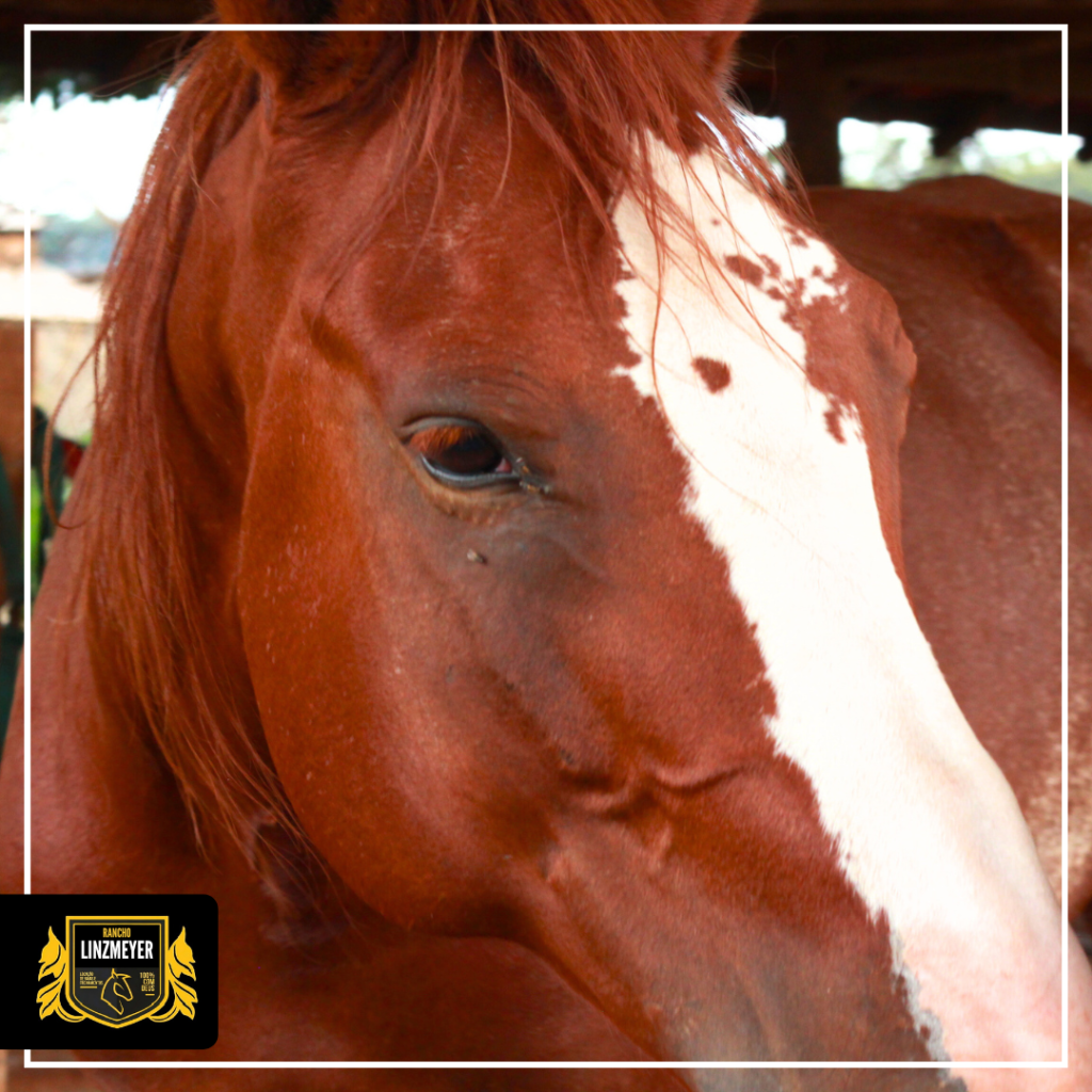 {"type":"elementor","siteurl":"https://rancholinzmeyer.com.br/wp-json/","elements":[{"id":"a0a9100","elType":"container","isInner":false,"isLocked":false,"settings":{"flex_direction":"column","min_height":{"unit":"px","size":550,"sizes":[]},"background_background":"slideshow","background_slideshow_gallery":[{"id":190,"url":"https://rancholinzmeyer.com.br/wp-content/uploads/2026/02/Whisk_103cfc3b2e83aa484194c537258dc698dr.png"},{"id":186,"url":"https://rancholinzmeyer.com.br/wp-content/uploads/2026/02/Whisk_2396deb315c476590ff456311cf3754edr.png"},{"id":182,"url":"https://rancholinzmeyer.com.br/wp-content/uploads/2026/02/Whisk_bbb69aec6f34678b4a94db4c16c7ea7bdr.png"},{"id":178,"url":"https://rancholinzmeyer.com.br/wp-content/uploads/2026/02/Whisk_2f0bee30f9740998904409edfaf966c8dr.png"}],"background_slideshow_slide_duration":1000,"background_slideshow_background_size":"cover","background_slideshow_background_position":"center center","background_overlay_background":"classic","background_overlay_color":"#0B0A0A","padding":{"unit":"px","top":"100","right":"40","bottom":"50","left":"40","isLinked":false},"hover_parallax":[{"layer_position_vr":{"unit":"%","size":30},"layer_position_hr":{"unit":"%","size":40},"_id":"0cd59ab","repeater_bg_image":{"url":"https://rancholinzmeyer.com.br/wp-content/plugins/elementor/assets/images/placeholder.png","id":"","size":""},"layer_width":100,"layer_position_hr_tablet":{"unit":"px","size":"","sizes":[]},"layer_position_hr_mobile":{"unit":"px","size":"","sizes":[]},"layer_position_vr_tablet":{"unit":"px","size":"","sizes":[]},"layer_position_vr_mobile":{"unit":"px","size":"","sizes":[]},"data_depth":0.4},{"layer_position_vr":{"unit":"%","size":60},"layer_position_hr":{"unit":"%","size":20},"_id":"d145894","repeater_bg_image":{"url":"https://rancholinzmeyer.com.br/wp-content/plugins/elementor/assets/images/placeholder.png","id":"","size":""},"layer_width":100,"layer_position_hr_tablet":{"unit":"px","size":"","sizes":[]},"layer_position_hr_mobile":{"unit":"px","size":"","sizes":[]},"layer_position_vr_tablet":{"unit":"px","size":"","sizes":[]},"layer_position_vr_mobile":{"unit":"px","size":"","sizes":[]},"data_depth":0.4}],"min_height_mobile":{"unit":"px","size":431,"sizes":[]},"background_slideshow_transition_duration":900,"container_type":"flex","content_width":"boxed","width":{"unit":"%","size":"","sizes":[]},"width_tablet":{"unit":"px","size":"","sizes":[]},"width_mobile":{"unit":"px","size":"","sizes":[]},"boxed_width":{"unit":"px","size":"","sizes":[]},"boxed_width_tablet":{"unit":"px","size":"","sizes":[]},"boxed_width_mobile":{"unit":"px","size":"","sizes":[]},"min_height_tablet":{"unit":"px","size":"","sizes":[]},"flex_direction_tablet":"","flex_direction_mobile":"","flex__is_row":"row","flex__is_column":"column","flex_justify_content":"","flex_justify_content_tablet":"","flex_justify_content_mobile":"","flex_align_items":"","flex_align_items_tablet":"","flex_align_items_mobile":"","flex_gap":{"column":"","row":"","isLinked":true,"unit":"px"},"flex_gap_tablet":{"column":"","row":"","isLinked":true,"unit":"px"},"flex_gap_mobile":{"column":"","row":"","isLinked":true,"unit":"px"},"flex_wrap":"","flex_wrap_tablet":"","flex_wrap_mobile":"","flex_align_content":"","flex_align_content_tablet":"","flex_align_content_mobile":"","grid_outline":"yes","grid_columns_grid":{"unit":"fr","size":3,"sizes":[]},"grid_columns_grid_tablet":{"unit":"fr","size":"","sizes":[]},"grid_columns_grid_mobile":{"unit":"fr","size":1,"sizes":[]},"grid_rows_grid":{"unit":"fr","size":2,"sizes":[]},"grid_rows_grid_tablet":{"unit":"fr","size":"","sizes":[]},"grid_rows_grid_mobile":{"unit":"fr","size":"","sizes":[]},"grid_gaps":{"column":"","row":"","isLinked":true,"unit":"px"},"grid_gaps_tablet":{"column":"","row":"","isLinked":true,"unit":"px"},"grid_gaps_mobile":{"column":"","row":"","isLinked":true,"unit":"px"},"grid_auto_flow":"row","grid_auto_flow_tablet":"row","grid_auto_flow_mobile":"row","grid_justify_items":"","grid_justify_items_tablet":"","grid_justify_items_mobile":"","grid_align_items":"","grid_align_items_tablet":"","grid_align_items_mobile":"","grid_justify_content":"","grid_justify_content_tablet":"","grid_justify_content_mobile":"","grid_align_content":"","grid_align_content_tablet":"","grid_align_content_mobile":"","grid__is_row":"row","grid__is_column":"column","overflow":"","html_tag":"","link":{"url":"","is_external":"","nofollow":"","custom_attributes":""},"background_color":"","background_color_stop":{"unit":"%","size":0,"sizes":[]},"background_color_stop_tablet":{"unit":"%"},"background_color_stop_mobile":{"unit":"%"},"background_color_b":"#f2295b","background_color_b_stop":{"unit":"%","size":100,"sizes":[]},"background_color_b_stop_tablet":{"unit":"%"},"background_color_b_stop_mobile":{"unit":"%"},"background_gradient_type":"linear","background_gradient_angle":{"unit":"deg","size":180,"sizes":[]},"background_gradient_angle_tablet":{"unit":"deg"},"background_gradient_angle_mobile":{"unit":"deg"},"background_gradient_position":"center center","background_gradient_position_tablet":"","background_gradient_position_mobile":"","background_image":{"url":"","id":"","size":""},"background_image_tablet":{"url":"","id":"","size":""},"background_image_mobile":{"url":"","id":"","size":""},"background_position":"","background_position_tablet":"","background_position_mobile":"","background_xpos":{"unit":"px","size":0,"sizes":[]},"background_xpos_tablet":{"unit":"px","size":0,"sizes":[]},"background_xpos_mobile":{"unit":"px","size":0,"sizes":[]},"background_ypos":{"unit":"px","size":0,"sizes":[]},"background_ypos_tablet":{"unit":"px","size":0,"sizes":[]},"background_ypos_mobile":{"unit":"px","size":0,"sizes":[]},"background_attachment":"","background_repeat":"","background_repeat_tablet":"","background_repeat_mobile":"","background_size":"","background_size_tablet":"","background_size_mobile":"","background_bg_width":{"unit":"%","size":100,"sizes":[]},"background_bg_width_tablet":{"unit":"px","size":"","sizes":[]},"background_bg_width_mobile":{"unit":"px","size":"","sizes":[]},"background_video_link":"","background_video_start":"","background_video_end":"","background_play_once":"","background_play_on_mobile":"","background_privacy_mode":"","background_video_fallback":{"url":"","id":"","size":""},"background_slideshow_loop":"yes","background_slideshow_slide_transition":"fade","background_slideshow_background_size_tablet":"","background_slideshow_background_size_mobile":"","background_slideshow_background_position_tablet":"","background_slideshow_background_position_mobile":"","background_slideshow_lazyload":"","background_slideshow_ken_burns":"","background_slideshow_ken_burns_zoom_direction":"in","handle_slideshow_asset_loading":"","background_hover_background":"","background_hover_color":"","background_hover_color_stop":{"unit":"%","size":0,"sizes":[]},"background_hover_color_stop_tablet":{"unit":"%"},"background_hover_color_stop_mobile":{"unit":"%"},"background_hover_color_b":"#f2295b","background_hover_color_b_stop":{"unit":"%","size":100,"sizes":[]},"background_hover_color_b_stop_tablet":{"unit":"%"},"background_hover_color_b_stop_mobile":{"unit":"%"},"background_hover_gradient_type":"linear","background_hover_gradient_angle":{"unit":"deg","size":180,"sizes":[]},"background_hover_gradient_angle_tablet":{"unit":"deg"},"background_hover_gradient_angle_mobile":{"unit":"deg"},"background_hover_gradient_position":"center center","background_hover_gradient_position_tablet":"","background_hover_gradient_position_mobile":"","background_hover_image":{"url":"","id":"","size":""},"background_hover_image_tablet":{"url":"","id":"","size":""},"background_hover_image_mobile":{"url":"","id":"","size":""},"background_hover_position":"","background_hover_position_tablet":"","background_hover_position_mobile":"","background_hover_xpos":{"unit":"px","size":0,"sizes":[]},"background_hover_xpos_tablet":{"unit":"px","size":0,"sizes":[]},"background_hover_xpos_mobile":{"unit":"px","size":0,"sizes":[]},"background_hover_ypos":{"unit":"px","size":0,"sizes":[]},"background_hover_ypos_tablet":{"unit":"px","size":0,"sizes":[]},"background_hover_ypos_mobile":{"unit":"px","size":0,"sizes":[]},"background_hover_attachment":"","background_hover_repeat":"","background_hover_repeat_tablet":"","background_hover_repeat_mobile":"","background_hover_size":"","background_hover_size_tablet":"","background_hover_size_mobile":"","background_hover_bg_width":{"unit":"%","size":100,"sizes":[]},"background_hover_bg_width_tablet":{"unit":"px","size":"","sizes":[]},"background_hover_bg_width_mobile":{"unit":"px","size":"","sizes":[]},"background_hover_video_link":"","background_hover_video_start":"","background_hover_video_end":"","background_hover_play_once":"","background_hover_play_on_mobile":"","background_hover_privacy_mode":"","background_hover_video_fallback":{"url":"","id":"","size":""},"background_hover_slideshow_gallery":[],"background_hover_slideshow_loop":"yes","background_hover_slideshow_slide_duration":5000,"background_hover_slideshow_slide_transition":"fade","background_hover_slideshow_transition_duration":500,"background_hover_slideshow_background_size":"","background_hover_slideshow_background_size_tablet":"","background_hover_slideshow_background_size_mobile":"","background_hover_slideshow_background_position":"","background_hover_slideshow_background_position_tablet":"","background_hover_slideshow_background_position_mobile":"","background_hover_slideshow_lazyload":"","background_hover_slideshow_ken_burns":"","background_hover_slideshow_ken_burns_zoom_direction":"in","background_hover_transition":{"unit":"px","size":0.3,"sizes":[]},"background_overlay_color_stop":{"unit":"%","size":0,"sizes":[]},"background_overlay_color_stop_tablet":{"unit":"%"},"background_overlay_color_stop_mobile":{"unit":"%"},"background_overlay_color_b":"#f2295b","background_overlay_color_b_stop":{"unit":"%","size":100,"sizes":[]},"background_overlay_color_b_stop_tablet":{"unit":"%"},"background_overlay_color_b_stop_mobile":{"unit":"%"},"background_overlay_gradient_type":"linear","background_overlay_gradient_angle":{"unit":"deg","size":180,"sizes":[]},"background_overlay_gradient_angle_tablet":{"unit":"deg"},"background_overlay_gradient_angle_mobile":{"unit":"deg"},"background_overlay_gradient_position":"center center","background_overlay_gradient_position_tablet":"","background_overlay_gradient_position_mobile":"","background_overlay_image":{"url":"","id":"","size":""},"background_overlay_image_tablet":{"url":"","id":"","size":""},"background_overlay_image_mobile":{"url":"","id":"","size":""},"background_overlay_position":"","background_overlay_position_tablet":"","background_overlay_position_mobile":"","background_overlay_xpos":{"unit":"px","size":0,"sizes":[]},"background_overlay_xpos_tablet":{"unit":"px","size":0,"sizes":[]},"background_overlay_xpos_mobile":{"unit":"px","size":0,"sizes":[]},"background_overlay_ypos":{"unit":"px","size":0,"sizes":[]},"background_overlay_ypos_tablet":{"unit":"px","size":0,"sizes":[]},"background_overlay_ypos_mobile":{"unit":"px","size":0,"sizes":[]},"background_overlay_attachment":"","background_overlay_repeat":"","background_overlay_repeat_tablet":"","background_overlay_repeat_mobile":"","background_overlay_size":"","background_overlay_size_tablet":"","background_overlay_size_mobile":"","background_overlay_bg_width":{"unit":"%","size":100,"sizes":[]},"background_overlay_bg_width_tablet":{"unit":"px","size":"","sizes":[]},"background_overlay_bg_width_mobile":{"unit":"px","size":"","sizes":[]},"background_overlay_video_link":"","background_overlay_video_start":"","background_overlay_video_end":"","background_overlay_play_once":"","background_overlay_play_on_mobile":"","background_overlay_privacy_mode":"","background_overlay_video_fallback":{"url":"","id":"","size":""},"background_overlay_slideshow_gallery":[],"background_overlay_slideshow_loop":"yes","background_overlay_slideshow_slide_duration":5000,"background_overlay_slideshow_slide_transition":"fade","background_overlay_slideshow_transition_duration":500,"background_overlay_slideshow_background_size":"","background_overlay_slideshow_background_size_tablet":"","background_overlay_slideshow_background_size_mobile":"","background_overlay_slideshow_background_position":"","background_overlay_slideshow_background_position_tablet":"","background_overlay_slideshow_background_position_mobile":"","background_overlay_slideshow_lazyload":"","background_overlay_slideshow_ken_burns":"","background_overlay_slideshow_ken_burns_zoom_direction":"in","background_overlay_opacity":{"unit":"px","size":0.5,"sizes":[]},"background_overlay_opacity_tablet":{"unit":"px","size":"","sizes":[]},"background_overlay_opacity_mobile":{"unit":"px","size":"","sizes":[]},"css_filters_css_filter":"","css_filters_blur":{"unit":"px","size":0,"sizes":[]},"css_filters_brightness":{"unit":"px","size":100,"sizes":[]},"css_filters_contrast":{"unit":"px","size":100,"sizes":[]},"css_filters_saturate":{"unit":"px","size":100,"sizes":[]},"css_filters_hue":{"unit":"px","size":0,"sizes":[]},"overlay_blend_mode":"","background_overlay_hover_background":"","background_overlay_hover_color":"","background_overlay_hover_color_stop":{"unit":"%","size":0,"sizes":[]},"background_overlay_hover_color_stop_tablet":{"unit":"%"},"background_overlay_hover_color_stop_mobile":{"unit":"%"},"background_overlay_hover_color_b":"#f2295b","background_overlay_hover_color_b_stop":{"unit":"%","size":100,"sizes":[]},"background_overlay_hover_color_b_stop_tablet":{"unit":"%"},"background_overlay_hover_color_b_stop_mobile":{"unit":"%"},"background_overlay_hover_gradient_type":"linear","background_overlay_hover_gradient_angle":{"unit":"deg","size":180,"sizes":[]},"background_overlay_hover_gradient_angle_tablet":{"unit":"deg"},"background_overlay_hover_gradient_angle_mobile":{"unit":"deg"},"background_overlay_hover_gradient_position":"center center","background_overlay_hover_gradient_position_tablet":"","background_overlay_hover_gradient_position_mobile":"","background_overlay_hover_image":{"url":"","id":"","size":""},"background_overlay_hover_image_tablet":{"url":"","id":"","size":""},"background_overlay_hover_image_mobile":{"url":"","id":"","size":""},"background_overlay_hover_position":"","background_overlay_hover_position_tablet":"","background_overlay_hover_position_mobile":"","background_overlay_hover_xpos":{"unit":"px","size":0,"sizes":[]},"background_overlay_hover_xpos_tablet":{"unit":"px","size":0,"sizes":[]},"background_overlay_hover_xpos_mobile":{"unit":"px","size":0,"sizes":[]},"background_overlay_hover_ypos":{"unit":"px","size":0,"sizes":[]},"background_overlay_hover_ypos_tablet":{"unit":"px","size":0,"sizes":[]},"background_overlay_hover_ypos_mobile":{"unit":"px","size":0,"sizes":[]},"background_overlay_hover_attachment":"","background_overlay_hover_repeat":"","background_overlay_hover_repeat_tablet":"","background_overlay_hover_repeat_mobile":"","background_overlay_hover_size":"","background_overlay_hover_size_tablet":"","background_overlay_hover_size_mobile":"","background_overlay_hover_bg_width":{"unit":"%","size":100,"sizes":[]},"background_overlay_hover_bg_width_tablet":{"unit":"px","size":"","sizes":[]},"background_overlay_hover_bg_width_mobile":{"unit":"px","size":"","sizes":[]},"background_overlay_hover_video_link":"","background_overlay_hover_video_start":"","background_overlay_hover_video_end":"","background_overlay_hover_play_once":"","background_overlay_hover_play_on_mobile":"","background_overlay_hover_privacy_mode":"","background_overlay_hover_video_fallback":{"url":"","id":"","size":""},"background_overlay_hover_slideshow_gallery":[],"background_overlay_hover_slideshow_loop":"yes","background_overlay_hover_slideshow_slide_duration":5000,"background_overlay_hover_slideshow_slide_transition":"fade","background_overlay_hover_slideshow_transition_duration":500,"background_overlay_hover_slideshow_background_size":"","background_overlay_hover_slideshow_background_size_tablet":"","background_overlay_hover_slideshow_background_size_mobile":"","background_overlay_hover_slideshow_background_position":"","background_overlay_hover_slideshow_background_position_tablet":"","background_overlay_hover_slideshow_background_position_mobile":"","background_overlay_hover_slideshow_lazyload":"","background_overlay_hover_slideshow_ken_burns":"","background_overlay_hover_slideshow_ken_burns_zoom_direction":"in","background_overlay_hover_opacity":{"unit":"px","size":0.5,"sizes":[]},"background_overlay_hover_opacity_tablet":{"unit":"px","size":"","sizes":[]},"background_overlay_hover_opacity_mobile":{"unit":"px","size":"","sizes":[]},"background_overlay_hover_transition":{"unit":"px","size":"","sizes":[]},"css_filters_hover_css_filter":"","css_filters_hover_blur":{"unit":"px","size":0,"sizes":[]},"css_filters_hover_brightness":{"unit":"px","size":100,"sizes":[]},"css_filters_hover_contrast":{"unit":"px","size":100,"sizes":[]},"css_filters_hover_saturate":{"unit":"px","size":100,"sizes":[]},"css_filters_hover_hue":{"unit":"px","size":0,"sizes":[]},"border_border":"","border_width":{"unit":"px","top":"","right":"","bottom":"","left":"","isLinked":true},"border_width_tablet":{"unit":"px","top":"","right":"","bottom":"","left":"","isLinked":true},"border_width_mobile":{"unit":"px","top":"","right":"","bottom":"","left":"","isLinked":true},"border_color":"","border_radius":{"unit":"px","top":"","right":"","bottom":"","left":"","isLinked":true},"border_radius_tablet":{"unit":"px","top":"","right":"","bottom":"","left":"","isLinked":true},"border_radius_mobile":{"unit":"px","top":"","right":"","bottom":"","left":"","isLinked":true},"box_shadow_box_shadow_type":"","box_shadow_box_shadow":{"horizontal":0,"vertical":0,"blur":10,"spread":0,"color":"rgba(0,0,0,0.5)"},"box_shadow_box_shadow_position":" ","border_hover_border":"","border_hover_width":{"unit":"px","top":"","right":"","bottom":"","left":"","isLinked":true},"border_hover_width_tablet":{"unit":"px","top":"","right":"","bottom":"","left":"","isLinked":true},"border_hover_width_mobile":{"unit":"px","top":"","right":"","bottom":"","left":"","isLinked":true},"border_hover_color":"","border_radius_hover":{"unit":"px","top":"","right":"","bottom":"","left":"","isLinked":true},"border_radius_hover_tablet":{"unit":"px","top":"","right":"","bottom":"","left":"","isLinked":true},"border_radius_hover_mobile":{"unit":"px","top":"","right":"","bottom":"","left":"","isLinked":true},"box_shadow_hover_box_shadow_type":"","box_shadow_hover_box_shadow":{"horizontal":0,"vertical":0,"blur":10,"spread":0,"color":"rgba(0,0,0,0.5)"},"box_shadow_hover_box_shadow_position":" ","border_hover_transition":{"unit":"px","size":0.3,"sizes":[]},"shape_divider_top":"","shape_divider_top_color":"","shape_divider_top_width":{"unit":"%","size":"","sizes":[]},"shape_divider_top_width_tablet":{"unit":"%","size":"","sizes":[]},"shape_divider_top_width_mobile":{"unit":"%","size":"","sizes":[]},"shape_divider_top_height":{"unit":"px","size":"","sizes":[]},"shape_divider_top_height_tablet":{"unit":"px","size":"","sizes":[]},"shape_divider_top_height_mobile":{"unit":"px","size":"","sizes":[]},"shape_divider_top_flip":"","shape_divider_top_negative":"","shape_divider_top_above_content":"","shape_divider_bottom":"","shape_divider_bottom_color":"","shape_divider_bottom_width":{"unit":"%","size":"","sizes":[]},"shape_divider_bottom_width_tablet":{"unit":"%","size":"","sizes":[]},"shape_divider_bottom_width_mobile":{"unit":"%","size":"","sizes":[]},"shape_divider_bottom_height":{"unit":"px","size":"","sizes":[]},"shape_divider_bottom_height_tablet":{"unit":"px","size":"","sizes":[]},"shape_divider_bottom_height_mobile":{"unit":"px","size":"","sizes":[]},"shape_divider_bottom_flip":"","shape_divider_bottom_negative":"","shape_divider_bottom_above_content":"","margin":{"unit":"px","top":"","right":"","bottom":"","left":"","isLinked":true},"margin_tablet":{"unit":"px","top":"","right":"","bottom":"","left":"","isLinked":true},"margin_mobile":{"unit":"px","top":"","right":"","bottom":"","left":"","isLinked":true},"padding_tablet":{"unit":"px","top":"","right":"","bottom":"","left":"","isLinked":true},"padding_mobile":{"unit":"px","top":"","right":"","bottom":"","left":"","isLinked":true},"grid_column":"","grid_column_tablet":"","grid_column_mobile":"","grid_column_custom":"","grid_column_custom_tablet":"","grid_column_custom_mobile":"","grid_row":"","grid_row_tablet":"","grid_row_mobile":"","grid_row_custom":"","grid_row_custom_tablet":"","grid_row_custom_mobile":"","_flex_align_self":"","_flex_align_self_tablet":"","_flex_align_self_mobile":"","_flex_order":"","_flex_order_tablet":"","_flex_order_mobile":"","_flex_order_custom":"","_flex_order_custom_tablet":"","_flex_order_custom_mobile":"","_flex_size":"","_flex_size_tablet":"","_flex_size_mobile":"","_flex_grow":1,"_flex_grow_tablet":"","_flex_grow_mobile":"","_flex_shrink":1,"_flex_shrink_tablet":"","_flex_shrink_mobile":"","position":"","_offset_orientation_h":"start","_offset_x":{"unit":"px","size":0,"sizes":[]},"_offset_x_tablet":{"unit":"px","size":"","sizes":[]},"_offset_x_mobile":{"unit":"px","size":"","sizes":[]},"_offset_x_end":{"unit":"px","size":0,"sizes":[]},"_offset_x_end_tablet":{"unit":"px","size":"","sizes":[]},"_offset_x_end_mobile":{"unit":"px","size":"","sizes":[]},"_offset_orientation_v":"start","_offset_y":{"unit":"px","size":0,"sizes":[]},"_offset_y_tablet":{"unit":"px","size":"","sizes":[]},"_offset_y_mobile":{"unit":"px","size":"","sizes":[]},"_offset_y_end":{"unit":"px","size":0,"sizes":[]},"_offset_y_end_tablet":{"unit":"px","size":"","sizes":[]},"_offset_y_end_mobile":{"unit":"px","size":"","sizes":[]},"z_index":"","z_index_tablet":"","z_index_mobile":"","_element_id":"","css_classes":"","wpr_enable_particles":"no","which_particle":"wpr_particle_json_custom","wpr_particle_json_custom":"{\"particles\":{\"number\":{\"value\":80,\"density\":{\"enable\":true,\"value_area\":800}},\"color\":{\"value\":\"#000000\"},\"shape\":{\"type\":\"circle\",\"stroke\":{\"width\":0,\"color\":\"#000000\"},\"polygon\":{\"nb_sides\":5},\"image\":{\"src\":\"img/github.svg\",\"width\":100,\"height\":100}},\"opacity\":{\"value\":0.5,\"random\":false,\"anim\":{\"enable\":false,\"speed\":1,\"opacity_min\":0.1,\"sync\":false}},\"size\":{\"value\":3,\"random\":true,\"anim\":{\"enable\":false,\"speed\":40,\"size_min\":0.1,\"sync\":false}},\"line_linked\":{\"enable\":true,\"distance\":150,\"color\":\"#000000\",\"opacity\":0.4,\"width\":1},\"move\":{\"enable\":true,\"speed\":6,\"direction\":\"none\",\"random\":false,\"straight\":false,\"out_mode\":\"out\",\"bounce\":false,\"attract\":{\"enable\":false,\"rotateX\":600,\"rotateY\":1200}}},\"interactivity\":{\"detect_on\":\"window\",\"events\":{\"onhover\":{\"enable\":true,\"mode\":\"repulse\"},\"onclick\":{\"enable\":true,\"mode\":\"push\"},\"resize\":true},\"modes\":{\"grab\":{\"distance\":400,\"line_linked\":{\"opacity\":1}},\"bubble\":{\"distance\":400,\"size\":40,\"duration\":2,\"opacity\":8,\"speed\":3},\"repulse\":{\"distance\":200,\"duration\":0.4},\"push\":{\"particles_nb\":4},\"remove\":{\"particles_nb\":2}}},\"retina_detect\":true}","wpr_enable_jarallax":"no","speed":1.4,"scroll_effect":"scroll","bg_image":{"url":"https://rancholinzmeyer.com.br/wp-content/plugins/elementor/assets/images/placeholder.png","id":"","size":""},"wpr_enable_parallax_hover":"no","invert_direction":"no","scalar_speed":{"unit":"%","size":10,"sizes":[]},"enable_sticky_section":"no","enable_on_devices":["desktop_sticky"],"position_type":"sticky","sticky_type":"sticky","position_location":"top","position_offset":0,"position_offset_tablet":0,"position_offset_mobile":0,"wpr_z_index":10,"custom_breakpoints":false,"active_breakpoints":["mobile_sticky","tablet_sticky","desktop_sticky"],"animation":"","animation_tablet":"","animation_mobile":"","animation_duration":"","animation_delay":"","_transform_rotate_popover":"","_transform_rotateZ_effect":{"unit":"px","size":"","sizes":[]},"_transform_rotateZ_effect_tablet":{"unit":"deg","size":"","sizes":[]},"_transform_rotateZ_effect_mobile":{"unit":"deg","size":"","sizes":[]},"_transform_rotate_3d":"","_transform_rotateX_effect":{"unit":"px","size":"","sizes":[]},"_transform_rotateX_effect_tablet":{"unit":"deg","size":"","sizes":[]},"_transform_rotateX_effect_mobile":{"unit":"deg","size":"","sizes":[]},"_transform_rotateY_effect":{"unit":"px","size":"","sizes":[]},"_transform_rotateY_effect_tablet":{"unit":"deg","size":"","sizes":[]},"_transform_rotateY_effect_mobile":{"unit":"deg","size":"","sizes":[]},"_transform_perspective_effect":{"unit":"px","size":"","sizes":[]},"_transform_perspective_effect_tablet":{"unit":"px","size":"","sizes":[]},"_transform_perspective_effect_mobile":{"unit":"px","size":"","sizes":[]},"_transform_translate_popover":"","_transform_translateX_effect":{"unit":"px","size":"","sizes":[]},"_transform_translateX_effect_tablet":{"unit":"px","size":"","sizes":[]},"_transform_translateX_effect_mobile":{"unit":"px","size":"","sizes":[]},"_transform_translateY_effect":{"unit":"px","size":"","sizes":[]},"_transform_translateY_effect_tablet":{"unit":"px","size":"","sizes":[]},"_transform_translateY_effect_mobile":{"unit":"px","size":"","sizes":[]},"_transform_scale_popover":"","_transform_keep_proportions":"yes","_transform_scale_effect":{"unit":"px","size":"","sizes":[]},"_transform_scale_effect_tablet":{"unit":"px","size":"","sizes":[]},"_transform_scale_effect_mobile":{"unit":"px","size":"","sizes":[]},"_transform_scaleX_effect":{"unit":"px","size":"","sizes":[]},"_transform_scaleX_effect_tablet":{"unit":"px","size":"","sizes":[]},"_transform_scaleX_effect_mobile":{"unit":"px","size":"","sizes":[]},"_transform_scaleY_effect":{"unit":"px","size":"","sizes":[]},"_transform_scaleY_effect_tablet":{"unit":"px","size":"","sizes":[]},"_transform_scaleY_effect_mobile":{"unit":"px","size":"","sizes":[]},"_transform_skew_popover":"","_transform_skewX_effect":{"unit":"px","size":"","sizes":[]},"_transform_skewX_effect_tablet":{"unit":"deg","size":"","sizes":[]},"_transform_skewX_effect_mobile":{"unit":"deg","size":"","sizes":[]},"_transform_skewY_effect":{"unit":"px","size":"","sizes":[]},"_transform_skewY_effect_tablet":{"unit":"deg","size":"","sizes":[]},"_transform_skewY_effect_mobile":{"unit":"deg","size":"","sizes":[]},"_transform_flipX_effect":"","_transform_flipY_effect":"","_transform_rotate_popover_hover":"","_transform_rotateZ_effect_hover":{"unit":"px","size":"","sizes":[]},"_transform_rotateZ_effect_hover_tablet":{"unit":"deg","size":"","sizes":[]},"_transform_rotateZ_effect_hover_mobile":{"unit":"deg","size":"","sizes":[]},"_transform_rotate_3d_hover":"","_transform_rotateX_effect_hover":{"unit":"px","size":"","sizes":[]},"_transform_rotateX_effect_hover_tablet":{"unit":"deg","size":"","sizes":[]},"_transform_rotateX_effect_hover_mobile":{"unit":"deg","size":"","sizes":[]},"_transform_rotateY_effect_hover":{"unit":"px","size":"","sizes":[]},"_transform_rotateY_effect_hover_tablet":{"unit":"deg","size":"","sizes":[]},"_transform_rotateY_effect_hover_mobile":{"unit":"deg","size":"","sizes":[]},"_transform_perspective_effect_hover":{"unit":"px","size":"","sizes":[]},"_transform_perspective_effect_hover_tablet":{"unit":"px","size":"","sizes":[]},"_transform_perspective_effect_hover_mobile":{"unit":"px","size":"","sizes":[]},"_transform_translate_popover_hover":"","_transform_translateX_effect_hover":{"unit":"px","size":"","sizes":[]},"_transform_translateX_effect_hover_tablet":{"unit":"px","size":"","sizes":[]},"_transform_translateX_effect_hover_mobile":{"unit":"px","size":"","sizes":[]},"_transform_translateY_effect_hover":{"unit":"px","size":"","sizes":[]},"_transform_translateY_effect_hover_tablet":{"unit":"px","size":"","sizes":[]},"_transform_translateY_effect_hover_mobile":{"unit":"px","size":"","sizes":[]},"_transform_scale_popover_hover":"","_transform_keep_proportions_hover":"yes","_transform_scale_effect_hover":{"unit":"px","size":"","sizes":[]},"_transform_scale_effect_hover_tablet":{"unit":"px","size":"","sizes":[]},"_transform_scale_effect_hover_mobile":{"unit":"px","size":"","sizes":[]},"_transform_scaleX_effect_hover":{"unit":"px","size":"","sizes":[]},"_transform_scaleX_effect_hover_tablet":{"unit":"px","size":"","sizes":[]},"_transform_scaleX_effect_hover_mobile":{"unit":"px","size":"","sizes":[]},"_transform_scaleY_effect_hover":{"unit":"px","size":"","sizes":[]},"_transform_scaleY_effect_hover_tablet":{"unit":"px","size":"","sizes":[]},"_transform_scaleY_effect_hover_mobile":{"unit":"px","size":"","sizes":[]},"_transform_skew_popover_hover":"","_transform_skewX_effect_hover":{"unit":"px","size":"","sizes":[]},"_transform_skewX_effect_hover_tablet":{"unit":"deg","size":"","sizes":[]},"_transform_skewX_effect_hover_mobile":{"unit":"deg","size":"","sizes":[]},"_transform_skewY_effect_hover":{"unit":"px","size":"","sizes":[]},"_transform_skewY_effect_hover_tablet":{"unit":"deg","size":"","sizes":[]},"_transform_skewY_effect_hover_mobile":{"unit":"deg","size":"","sizes":[]},"_transform_flipX_effect_hover":"","_transform_flipY_effect_hover":"","_transform_transition_hover":{"unit":"px","size":"","sizes":[]},"motion_fx_transform_x_anchor_point":"","motion_fx_transform_x_anchor_point_tablet":"","motion_fx_transform_x_anchor_point_mobile":"","motion_fx_transform_y_anchor_point":"","motion_fx_transform_y_anchor_point_tablet":"","motion_fx_transform_y_anchor_point_mobile":"","hide_desktop":"","hide_tablet":"","hide_mobile":"","wpr_custom_css":""},"defaultEditSettings":{"defaultEditRoute":"content"},"interactions":{},"elements":[{"id":"7e5eb5a","elType":"widget","isInner":false,"isLocked":false,"settings":{"title":"Rancho Linzmeyer\n\n","header_size":"h1","align":"center","typography_typography":"custom","typography_font_family":"Archivo Narrow","typography_font_size":{"unit":"px","size":35,"sizes":[]},"typography_font_weight":"600","__globals__":{"title_color":"globals/colors?id=accent"},"link":{"url":"","is_external":"","nofollow":"","custom_attributes":""},"size":"default","align_tablet":"","align_mobile":"","typography_font_size_tablet":{"unit":"px","size":"","sizes":[]},"typography_font_size_mobile":{"unit":"px","size":"","sizes":[]},"typography_text_transform":"","typography_font_style":"","typography_text_decoration":"","typography_line_height":{"unit":"px","size":"","sizes":[]},"typography_line_height_tablet":{"unit":"em","size":"","sizes":[]},"typography_line_height_mobile":{"unit":"em","size":"","sizes":[]},"typography_letter_spacing":{"unit":"px","size":"","sizes":[]},"typography_letter_spacing_tablet":{"unit":"px","size":"","sizes":[]},"typography_letter_spacing_mobile":{"unit":"px","size":"","sizes":[]},"typography_word_spacing":{"unit":"px","size":"","sizes":[]},"typography_word_spacing_tablet":{"unit":"em","size":"","sizes":[]},"typography_word_spacing_mobile":{"unit":"em","size":"","sizes":[]},"text_stroke_text_stroke_type":"","text_stroke_text_stroke":{"unit":"px","size":"","sizes":[]},"text_stroke_text_stroke_tablet":{"unit":"px","size":"","sizes":[]},"text_stroke_text_stroke_mobile":{"unit":"px","size":"","sizes":[]},"text_stroke_stroke_color":"#000","text_shadow_text_shadow_type":"","text_shadow_text_shadow":{"horizontal":0,"vertical":0,"blur":10,"color":"rgba(0,0,0,0.3)"},"blend_mode":"","title_color":"","title_hover_color":"","title_hover_color_transition_duration":{"unit":"s","size":"","sizes":[]},"_title":"","_margin":{"unit":"px","top":"","right":"","bottom":"","left":"","isLinked":true},"_margin_tablet":{"unit":"px","top":"","right":"","bottom":"","left":"","isLinked":true},"_margin_mobile":{"unit":"px","top":"","right":"","bottom":"","left":"","isLinked":true},"_padding":{"unit":"px","top":"","right":"","bottom":"","left":"","isLinked":true},"_padding_tablet":{"unit":"px","top":"","right":"","bottom":"","left":"","isLinked":true},"_padding_mobile":{"unit":"px","top":"","right":"","bottom":"","left":"","isLinked":true},"_element_width":"","_element_width_tablet":"","_element_width_mobile":"","_element_custom_width":{"unit":"%","size":"","sizes":[]},"_element_custom_width_tablet":{"unit":"px","size":"","sizes":[]},"_element_custom_width_mobile":{"unit":"px","size":"","sizes":[]},"_grid_column":"","_grid_column_tablet":"","_grid_column_mobile":"","_grid_column_custom":"","_grid_column_custom_tablet":"","_grid_column_custom_mobile":"","_grid_row":"","_grid_row_tablet":"","_grid_row_mobile":"","_grid_row_custom":"","_grid_row_custom_tablet":"","_grid_row_custom_mobile":"","_flex_align_self":"","_flex_align_self_tablet":"","_flex_align_self_mobile":"","_flex_order":"","_flex_order_tablet":"","_flex_order_mobile":"","_flex_order_custom":"","_flex_order_custom_tablet":"","_flex_order_custom_mobile":"","_flex_size":"","_flex_size_tablet":"","_flex_size_mobile":"","_flex_grow":1,"_flex_grow_tablet":"","_flex_grow_mobile":"","_flex_shrink":1,"_flex_shrink_tablet":"","_flex_shrink_mobile":"","_element_vertical_align":"","_element_vertical_align_tablet":"","_element_vertical_align_mobile":"","_position":"","_offset_orientation_h":"start","_offset_x":{"unit":"px","size":0,"sizes":[]},"_offset_x_tablet":{"unit":"px","size":"","sizes":[]},"_offset_x_mobile":{"unit":"px","size":"","sizes":[]},"_offset_x_end":{"unit":"px","size":0,"sizes":[]},"_offset_x_end_tablet":{"unit":"px","size":"","sizes":[]},"_offset_x_end_mobile":{"unit":"px","size":"","sizes":[]},"_offset_orientation_v":"start","_offset_y":{"unit":"px","size":0,"sizes":[]},"_offset_y_tablet":{"unit":"px","size":"","sizes":[]},"_offset_y_mobile":{"unit":"px","size":"","sizes":[]},"_offset_y_end":{"unit":"px","size":0,"sizes":[]},"_offset_y_end_tablet":{"unit":"px","size":"","sizes":[]},"_offset_y_end_mobile":{"unit":"px","size":"","sizes":[]},"_z_index":"","_z_index_tablet":"","_z_index_mobile":"","_element_id":"","_css_classes":"","_element_cache":"","_animation":"","_animation_tablet":"","_animation_mobile":"","animation_duration":"","_animation_delay":"","_transform_rotate_popover":"","_transform_rotateZ_effect":{"unit":"px","size":"","sizes":[]},"_transform_rotateZ_effect_tablet":{"unit":"deg","size":"","sizes":[]},"_transform_rotateZ_effect_mobile":{"unit":"deg","size":"","sizes":[]},"_transform_rotate_3d":"","_transform_rotateX_effect":{"unit":"px","size":"","sizes":[]},"_transform_rotateX_effect_tablet":{"unit":"deg","size":"","sizes":[]},"_transform_rotateX_effect_mobile":{"unit":"deg","size":"","sizes":[]},"_transform_rotateY_effect":{"unit":"px","size":"","sizes":[]},"_transform_rotateY_effect_tablet":{"unit":"deg","size":"","sizes":[]},"_transform_rotateY_effect_mobile":{"unit":"deg","size":"","sizes":[]},"_transform_perspective_effect":{"unit":"px","size":"","sizes":[]},"_transform_perspective_effect_tablet":{"unit":"px","size":"","sizes":[]},"_transform_perspective_effect_mobile":{"unit":"px","size":"","sizes":[]},"_transform_translate_popover":"","_transform_translateX_effect":{"unit":"px","size":"","sizes":[]},"_transform_translateX_effect_tablet":{"unit":"px","size":"","sizes":[]},"_transform_translateX_effect_mobile":{"unit":"px","size":"","sizes":[]},"_transform_translateY_effect":{"unit":"px","size":"","sizes":[]},"_transform_translateY_effect_tablet":{"unit":"px","size":"","sizes":[]},"_transform_translateY_effect_mobile":{"unit":"px","size":"","sizes":[]},"_transform_scale_popover":"","_transform_keep_proportions":"yes","_transform_scale_effect":{"unit":"px","size":"","sizes":[]},"_transform_scale_effect_tablet":{"unit":"px","size":"","sizes":[]},"_transform_scale_effect_mobile":{"unit":"px","size":"","sizes":[]},"_transform_scaleX_effect":{"unit":"px","size":"","sizes":[]},"_transform_scaleX_effect_tablet":{"unit":"px","size":"","sizes":[]},"_transform_scaleX_effect_mobile":{"unit":"px","size":"","sizes":[]},"_transform_scaleY_effect":{"unit":"px","size":"","sizes":[]},"_transform_scaleY_effect_tablet":{"unit":"px","size":"","sizes":[]},"_transform_scaleY_effect_mobile":{"unit":"px","size":"","sizes":[]},"_transform_skew_popover":"","_transform_skewX_effect":{"unit":"px","size":"","sizes":[]},"_transform_skewX_effect_tablet":{"unit":"deg","size":"","sizes":[]},"_transform_skewX_effect_mobile":{"unit":"deg","size":"","sizes":[]},"_transform_skewY_effect":{"unit":"px","size":"","sizes":[]},"_transform_skewY_effect_tablet":{"unit":"deg","size":"","sizes":[]},"_transform_skewY_effect_mobile":{"unit":"deg","size":"","sizes":[]},"_transform_flipX_effect":"","_transform_flipY_effect":"","_transform_rotate_popover_hover":"","_transform_rotateZ_effect_hover":{"unit":"px","size":"","sizes":[]},"_transform_rotateZ_effect_hover_tablet":{"unit":"deg","size":"","sizes":[]},"_transform_rotateZ_effect_hover_mobile":{"unit":"deg","size":"","sizes":[]},"_transform_rotate_3d_hover":"","_transform_rotateX_effect_hover":{"unit":"px","size":"","sizes":[]},"_transform_rotateX_effect_hover_tablet":{"unit":"deg","size":"","sizes":[]},"_transform_rotateX_effect_hover_mobile":{"unit":"deg","size":"","sizes":[]},"_transform_rotateY_effect_hover":{"unit":"px","size":"","sizes":[]},"_transform_rotateY_effect_hover_tablet":{"unit":"deg","size":"","sizes":[]},"_transform_rotateY_effect_hover_mobile":{"unit":"deg","size":"","sizes":[]},"_transform_perspective_effect_hover":{"unit":"px","size":"","sizes":[]},"_transform_perspective_effect_hover_tablet":{"unit":"px","size":"","sizes":[]},"_transform_perspective_effect_hover_mobile":{"unit":"px","size":"","sizes":[]},"_transform_translate_popover_hover":"","_transform_translateX_effect_hover":{"unit":"px","size":"","sizes":[]},"_transform_translateX_effect_hover_tablet":{"unit":"px","size":"","sizes":[]},"_transform_translateX_effect_hover_mobile":{"unit":"px","size":"","sizes":[]},"_transform_translateY_effect_hover":{"unit":"px","size":"","sizes":[]},"_transform_translateY_effect_hover_tablet":{"unit":"px","size":"","sizes":[]},"_transform_translateY_effect_hover_mobile":{"unit":"px","size":"","sizes":[]},"_transform_scale_popover_hover":"","_transform_keep_proportions_hover":"yes","_transform_scale_effect_hover":{"unit":"px","size":"","sizes":[]},"_transform_scale_effect_hover_tablet":{"unit":"px","size":"","sizes":[]},"_transform_scale_effect_hover_mobile":{"unit":"px","size":"","sizes":[]},"_transform_scaleX_effect_hover":{"unit":"px","size":"","sizes":[]},"_transform_scaleX_effect_hover_tablet":{"unit":"px","size":"","sizes":[]},"_transform_scaleX_effect_hover_mobile":{"unit":"px","size":"","sizes":[]},"_transform_scaleY_effect_hover":{"unit":"px","size":"","sizes":[]},"_transform_scaleY_effect_hover_tablet":{"unit":"px","size":"","sizes":[]},"_transform_scaleY_effect_hover_mobile":{"unit":"px","size":"","sizes":[]},"_transform_skew_popover_hover":"","_transform_skewX_effect_hover":{"unit":"px","size":"","sizes":[]},"_transform_skewX_effect_hover_tablet":{"unit":"deg","size":"","sizes":[]},"_transform_skewX_effect_hover_mobile":{"unit":"deg","size":"","sizes":[]},"_transform_skewY_effect_hover":{"unit":"px","size":"","sizes":[]},"_transform_skewY_effect_hover_tablet":{"unit":"deg","size":"","sizes":[]},"_transform_skewY_effect_hover_mobile":{"unit":"deg","size":"","sizes":[]},"_transform_flipX_effect_hover":"","_transform_flipY_effect_hover":"","_transform_transition_hover":{"unit":"px","size":"","sizes":[]},"motion_fx_transform_x_anchor_point":"","motion_fx_transform_x_anchor_point_tablet":"","motion_fx_transform_x_anchor_point_mobile":"","motion_fx_transform_y_anchor_point":"","motion_fx_transform_y_anchor_point_tablet":"","motion_fx_transform_y_anchor_point_mobile":"","_background_background":"","_background_color":"","_background_color_stop":{"unit":"%","size":0,"sizes":[]},"_background_color_stop_tablet":{"unit":"%"},"_background_color_stop_mobile":{"unit":"%"},"_background_color_b":"#f2295b","_background_color_b_stop":{"unit":"%","size":100,"sizes":[]},"_background_color_b_stop_tablet":{"unit":"%"},"_background_color_b_stop_mobile":{"unit":"%"},"_background_gradient_type":"linear","_background_gradient_angle":{"unit":"deg","size":180,"sizes":[]},"_background_gradient_angle_tablet":{"unit":"deg"},"_background_gradient_angle_mobile":{"unit":"deg"},"_background_gradient_position":"center center","_background_gradient_position_tablet":"","_background_gradient_position_mobile":"","_background_image":{"url":"","id":"","size":""},"_background_image_tablet":{"url":"","id":"","size":""},"_background_image_mobile":{"url":"","id":"","size":""},"_background_position":"","_background_position_tablet":"","_background_position_mobile":"","_background_xpos":{"unit":"px","size":0,"sizes":[]},"_background_xpos_tablet":{"unit":"px","size":0,"sizes":[]},"_background_xpos_mobile":{"unit":"px","size":0,"sizes":[]},"_background_ypos":{"unit":"px","size":0,"sizes":[]},"_background_ypos_tablet":{"unit":"px","size":0,"sizes":[]},"_background_ypos_mobile":{"unit":"px","size":0,"sizes":[]},"_background_attachment":"","_background_repeat":"","_background_repeat_tablet":"","_background_repeat_mobile":"","_background_size":"","_background_size_tablet":"","_background_size_mobile":"","_background_bg_width":{"unit":"%","size":100,"sizes":[]},"_background_bg_width_tablet":{"unit":"px","size":"","sizes":[]},"_background_bg_width_mobile":{"unit":"px","size":"","sizes":[]},"_background_video_link":"","_background_video_start":"","_background_video_end":"","_background_play_once":"","_background_play_on_mobile":"","_background_privacy_mode":"","_background_video_fallback":{"url":"","id":"","size":""},"_background_slideshow_gallery":[],"_background_slideshow_loop":"yes","_background_slideshow_slide_duration":5000,"_background_slideshow_slide_transition":"fade","_background_slideshow_transition_duration":500,"_background_slideshow_background_size":"","_background_slideshow_background_size_tablet":"","_background_slideshow_background_size_mobile":"","_background_slideshow_background_position":"","_background_slideshow_background_position_tablet":"","_background_slideshow_background_position_mobile":"","_background_slideshow_lazyload":"","_background_slideshow_ken_burns":"","_background_slideshow_ken_burns_zoom_direction":"in","_background_hover_background":"","_background_hover_color":"","_background_hover_color_stop":{"unit":"%","size":0,"sizes":[]},"_background_hover_color_stop_tablet":{"unit":"%"},"_background_hover_color_stop_mobile":{"unit":"%"},"_background_hover_color_b":"#f2295b","_background_hover_color_b_stop":{"unit":"%","size":100,"sizes":[]},"_background_hover_color_b_stop_tablet":{"unit":"%"},"_background_hover_color_b_stop_mobile":{"unit":"%"},"_background_hover_gradient_type":"linear","_background_hover_gradient_angle":{"unit":"deg","size":180,"sizes":[]},"_background_hover_gradient_angle_tablet":{"unit":"deg"},"_background_hover_gradient_angle_mobile":{"unit":"deg"},"_background_hover_gradient_position":"center center","_background_hover_gradient_position_tablet":"","_background_hover_gradient_position_mobile":"","_background_hover_image":{"url":"","id":"","size":""},"_background_hover_image_tablet":{"url":"","id":"","size":""},"_background_hover_image_mobile":{"url":"","id":"","size":""},"_background_hover_position":"","_background_hover_position_tablet":"","_background_hover_position_mobile":"","_background_hover_xpos":{"unit":"px","size":0,"sizes":[]},"_background_hover_xpos_tablet":{"unit":"px","size":0,"sizes":[]},"_background_hover_xpos_mobile":{"unit":"px","size":0,"sizes":[]},"_background_hover_ypos":{"unit":"px","size":0,"sizes":[]},"_background_hover_ypos_tablet":{"unit":"px","size":0,"sizes":[]},"_background_hover_ypos_mobile":{"unit":"px","size":0,"sizes":[]},"_background_hover_attachment":"","_background_hover_repeat":"","_background_hover_repeat_tablet":"","_background_hover_repeat_mobile":"","_background_hover_size":"","_background_hover_size_tablet":"","_background_hover_size_mobile":"","_background_hover_bg_width":{"unit":"%","size":100,"sizes":[]},"_background_hover_bg_width_tablet":{"unit":"px","size":"","sizes":[]},"_background_hover_bg_width_mobile":{"unit":"px","size":"","sizes":[]},"_background_hover_video_link":"","_background_hover_video_start":"","_background_hover_video_end":"","_background_hover_play_once":"","_background_hover_play_on_mobile":"","_background_hover_privacy_mode":"","_background_hover_video_fallback":{"url":"","id":"","size":""},"_background_hover_slideshow_gallery":[],"_background_hover_slideshow_loop":"yes","_background_hover_slideshow_slide_duration":5000,"_background_hover_slideshow_slide_transition":"fade","_background_hover_slideshow_transition_duration":500,"_background_hover_slideshow_background_size":"","_background_hover_slideshow_background_size_tablet":"","_background_hover_slideshow_background_size_mobile":"","_background_hover_slideshow_background_position":"","_background_hover_slideshow_background_position_tablet":"","_background_hover_slideshow_background_position_mobile":"","_background_hover_slideshow_lazyload":"","_background_hover_slideshow_ken_burns":"","_background_hover_slideshow_ken_burns_zoom_direction":"in","_background_hover_transition":{"unit":"px","size":"","sizes":[]},"_border_border":"","_border_width":{"unit":"px","top":"","right":"","bottom":"","left":"","isLinked":true},"_border_width_tablet":{"unit":"px","top":"","right":"","bottom":"","left":"","isLinked":true},"_border_width_mobile":{"unit":"px","top":"","right":"","bottom":"","left":"","isLinked":true},"_border_color":"","_border_radius":{"unit":"px","top":"","right":"","bottom":"","left":"","isLinked":true},"_border_radius_tablet":{"unit":"px","top":"","right":"","bottom":"","left":"","isLinked":true},"_border_radius_mobile":{"unit":"px","top":"","right":"","bottom":"","left":"","isLinked":true},"_box_shadow_box_shadow_type":"","_box_shadow_box_shadow":{"horizontal":0,"vertical":0,"blur":10,"spread":0,"color":"rgba(0,0,0,0.5)"},"_box_shadow_box_shadow_position":" ","_border_hover_border":"","_border_hover_width":{"unit":"px","top":"","right":"","bottom":"","left":"","isLinked":true},"_border_hover_width_tablet":{"unit":"px","top":"","right":"","bottom":"","left":"","isLinked":true},"_border_hover_width_mobile":{"unit":"px","top":"","right":"","bottom":"","left":"","isLinked":true},"_border_hover_color":"","_border_radius_hover":{"unit":"px","top":"","right":"","bottom":"","left":"","isLinked":true},"_border_radius_hover_tablet":{"unit":"px","top":"","right":"","bottom":"","left":"","isLinked":true},"_border_radius_hover_mobile":{"unit":"px","top":"","right":"","bottom":"","left":"","isLinked":true},"_box_shadow_hover_box_shadow_type":"","_box_shadow_hover_box_shadow":{"horizontal":0,"vertical":0,"blur":10,"spread":0,"color":"rgba(0,0,0,0.5)"},"_box_shadow_hover_box_shadow_position":" ","_border_hover_transition":{"unit":"px","size":"","sizes":[]},"_mask_switch":"","_mask_shape":"circle","_mask_image":{"url":"","id":"","size":""},"_mask_image_tablet":{"url":"","id":"","size":""},"_mask_image_mobile":{"url":"","id":"","size":""},"_mask_size":"contain","_mask_size_tablet":"","_mask_size_mobile":"","_mask_size_scale":{"unit":"%","size":100,"sizes":[]},"_mask_size_scale_tablet":{"unit":"px","size":"","sizes":[]},"_mask_size_scale_mobile":{"unit":"px","size":"","sizes":[]},"_mask_position":"center center","_mask_position_tablet":"","_mask_position_mobile":"","_mask_position_x":{"unit":"%","size":0,"sizes":[]},"_mask_position_x_tablet":{"unit":"px","size":"","sizes":[]},"_mask_position_x_mobile":{"unit":"px","size":"","sizes":[]},"_mask_position_y":{"unit":"%","size":0,"sizes":[]},"_mask_position_y_tablet":{"unit":"px","size":"","sizes":[]},"_mask_position_y_mobile":{"unit":"px","size":"","sizes":[]},"_mask_repeat":"no-repeat","_mask_repeat_tablet":"","_mask_repeat_mobile":"","hide_desktop":"","hide_tablet":"","hide_mobile":"","wpr_custom_css":""},"defaultEditSettings":{"defaultEditRoute":"content"},"interactions":{},"elements":[],"widgetType":"heading","htmlCache":"\t\t\tRancho Linzmeyer\n\n\t\t","editSettings":{"defaultEditRoute":"content"}},{"id":"597ca79","elType":"widget","isInner":false,"isLocked":false,"settings":{"title":"No Rancho Linzmeyer, o que vale é a prosa com os amigos e o cuidado com os cavalos.","header_size":"h3","align":"center","typography_typography":"custom","typography_font_family":"Archivo Narrow","typography_font_size":{"unit":"px","size":35,"sizes":[]},"typography_font_weight":"600","link":{"url":"","is_external":"","nofollow":"","custom_attributes":""},"size":"default","align_tablet":"","align_mobile":"","typography_font_size_tablet":{"unit":"px","size":"","sizes":[]},"typography_font_size_mobile":{"unit":"px","size":"","sizes":[]},"typography_text_transform":"","typography_font_style":"","typography_text_decoration":"","typography_line_height":{"unit":"px","size":"","sizes":[]},"typography_line_height_tablet":{"unit":"em","size":"","sizes":[]},"typography_line_height_mobile":{"unit":"em","size":"","sizes":[]},"typography_letter_spacing":{"unit":"px","size":"","sizes":[]},"typography_letter_spacing_tablet":{"unit":"px","size":"","sizes":[]},"typography_letter_spacing_mobile":{"unit":"px","size":"","sizes":[]},"typography_word_spacing":{"unit":"px","size":"","sizes":[]},"typography_word_spacing_tablet":{"unit":"em","size":"","sizes":[]},"typography_word_spacing_mobile":{"unit":"em","size":"","sizes":[]},"text_stroke_text_stroke_type":"","text_stroke_text_stroke":{"unit":"px","size":"","sizes":[]},"text_stroke_text_stroke_tablet":{"unit":"px","size":"","sizes":[]},"text_stroke_text_stroke_mobile":{"unit":"px","size":"","sizes":[]},"text_stroke_stroke_color":"#000","text_shadow_text_shadow_type":"","text_shadow_text_shadow":{"horizontal":0,"vertical":0,"blur":10,"color":"rgba(0,0,0,0.3)"},"blend_mode":"","title_color":"","title_hover_color":"","title_hover_color_transition_duration":{"unit":"s","size":"","sizes":[]},"_title":"","_margin":{"unit":"px","top":"","right":"","bottom":"","left":"","isLinked":true},"_margin_tablet":{"unit":"px","top":"","right":"","bottom":"","left":"","isLinked":true},"_margin_mobile":{"unit":"px","top":"","right":"","bottom":"","left":"","isLinked":true},"_padding":{"unit":"px","top":"","right":"","bottom":"","left":"","isLinked":true},"_padding_tablet":{"unit":"px","top":"","right":"","bottom":"","left":"","isLinked":true},"_padding_mobile":{"unit":"px","top":"","right":"","bottom":"","left":"","isLinked":true},"_element_width":"","_element_width_tablet":"","_element_width_mobile":"","_element_custom_width":{"unit":"%","size":"","sizes":[]},"_element_custom_width_tablet":{"unit":"px","size":"","sizes":[]},"_element_custom_width_mobile":{"unit":"px","size":"","sizes":[]},"_grid_column":"","_grid_column_tablet":"","_grid_column_mobile":"","_grid_column_custom":"","_grid_column_custom_tablet":"","_grid_column_custom_mobile":"","_grid_row":"","_grid_row_tablet":"","_grid_row_mobile":"","_grid_row_custom":"","_grid_row_custom_tablet":"","_grid_row_custom_mobile":"","_flex_align_self":"","_flex_align_self_tablet":"","_flex_align_self_mobile":"","_flex_order":"","_flex_order_tablet":"","_flex_order_mobile":"","_flex_order_custom":"","_flex_order_custom_tablet":"","_flex_order_custom_mobile":"","_flex_size":"","_flex_size_tablet":"","_flex_size_mobile":"","_flex_grow":1,"_flex_grow_tablet":"","_flex_grow_mobile":"","_flex_shrink":1,"_flex_shrink_tablet":"","_flex_shrink_mobile":"","_element_vertical_align":"","_element_vertical_align_tablet":"","_element_vertical_align_mobile":"","_position":"","_offset_orientation_h":"start","_offset_x":{"unit":"px","size":0,"sizes":[]},"_offset_x_tablet":{"unit":"px","size":"","sizes":[]},"_offset_x_mobile":{"unit":"px","size":"","sizes":[]},"_offset_x_end":{"unit":"px","size":0,"sizes":[]},"_offset_x_end_tablet":{"unit":"px","size":"","sizes":[]},"_offset_x_end_mobile":{"unit":"px","size":"","sizes":[]},"_offset_orientation_v":"start","_offset_y":{"unit":"px","size":0,"sizes":[]},"_offset_y_tablet":{"unit":"px","size":"","sizes":[]},"_offset_y_mobile":{"unit":"px","size":"","sizes":[]},"_offset_y_end":{"unit":"px","size":0,"sizes":[]},"_offset_y_end_tablet":{"unit":"px","size":"","sizes":[]},"_offset_y_end_mobile":{"unit":"px","size":"","sizes":[]},"_z_index":"","_z_index_tablet":"","_z_index_mobile":"","_element_id":"","_css_classes":"","_element_cache":"","_animation":"","_animation_tablet":"","_animation_mobile":"","animation_duration":"","_animation_delay":"","_transform_rotate_popover":"","_transform_rotateZ_effect":{"unit":"px","size":"","sizes":[]},"_transform_rotateZ_effect_tablet":{"unit":"deg","size":"","sizes":[]},"_transform_rotateZ_effect_mobile":{"unit":"deg","size":"","sizes":[]},"_transform_rotate_3d":"","_transform_rotateX_effect":{"unit":"px","size":"","sizes":[]},"_transform_rotateX_effect_tablet":{"unit":"deg","size":"","sizes":[]},"_transform_rotateX_effect_mobile":{"unit":"deg","size":"","sizes":[]},"_transform_rotateY_effect":{"unit":"px","size":"","sizes":[]},"_transform_rotateY_effect_tablet":{"unit":"deg","size":"","sizes":[]},"_transform_rotateY_effect_mobile":{"unit":"deg","size":"","sizes":[]},"_transform_perspective_effect":{"unit":"px","size":"","sizes":[]},"_transform_perspective_effect_tablet":{"unit":"px","size":"","sizes":[]},"_transform_perspective_effect_mobile":{"unit":"px","size":"","sizes":[]},"_transform_translate_popover":"","_transform_translateX_effect":{"unit":"px","size":"","sizes":[]},"_transform_translateX_effect_tablet":{"unit":"px","size":"","sizes":[]},"_transform_translateX_effect_mobile":{"unit":"px","size":"","sizes":[]},"_transform_translateY_effect":{"unit":"px","size":"","sizes":[]},"_transform_translateY_effect_tablet":{"unit":"px","size":"","sizes":[]},"_transform_translateY_effect_mobile":{"unit":"px","size":"","sizes":[]},"_transform_scale_popover":"","_transform_keep_proportions":"yes","_transform_scale_effect":{"unit":"px","size":"","sizes":[]},"_transform_scale_effect_tablet":{"unit":"px","size":"","sizes":[]},"_transform_scale_effect_mobile":{"unit":"px","size":"","sizes":[]},"_transform_scaleX_effect":{"unit":"px","size":"","sizes":[]},"_transform_scaleX_effect_tablet":{"unit":"px","size":"","sizes":[]},"_transform_scaleX_effect_mobile":{"unit":"px","size":"","sizes":[]},"_transform_scaleY_effect":{"unit":"px","size":"","sizes":[]},"_transform_scaleY_effect_tablet":{"unit":"px","size":"","sizes":[]},"_transform_scaleY_effect_mobile":{"unit":"px","size":"","sizes":[]},"_transform_skew_popover":"","_transform_skewX_effect":{"unit":"px","size":"","sizes":[]},"_transform_skewX_effect_tablet":{"unit":"deg","size":"","sizes":[]},"_transform_skewX_effect_mobile":{"unit":"deg","size":"","sizes":[]},"_transform_skewY_effect":{"unit":"px","size":"","sizes":[]},"_transform_skewY_effect_tablet":{"unit":"deg","size":"","sizes":[]},"_transform_skewY_effect_mobile":{"unit":"deg","size":"","sizes":[]},"_transform_flipX_effect":"","_transform_flipY_effect":"","_transform_rotate_popover_hover":"","_transform_rotateZ_effect_hover":{"unit":"px","size":"","sizes":[]},"_transform_rotateZ_effect_hover_tablet":{"unit":"deg","size":"","sizes":[]},"_transform_rotateZ_effect_hover_mobile":{"unit":"deg","size":"","sizes":[]},"_transform_rotate_3d_hover":"","_transform_rotateX_effect_hover":{"unit":"px","size":"","sizes":[]},"_transform_rotateX_effect_hover_tablet":{"unit":"deg","size":"","sizes":[]},"_transform_rotateX_effect_hover_mobile":{"unit":"deg","size":"","sizes":[]},"_transform_rotateY_effect_hover":{"unit":"px","size":"","sizes":[]},"_transform_rotateY_effect_hover_tablet":{"unit":"deg","size":"","sizes":[]},"_transform_rotateY_effect_hover_mobile":{"unit":"deg","size":"","sizes":[]},"_transform_perspective_effect_hover":{"unit":"px","size":"","sizes":[]},"_transform_perspective_effect_hover_tablet":{"unit":"px","size":"","sizes":[]},"_transform_perspective_effect_hover_mobile":{"unit":"px","size":"","sizes":[]},"_transform_translate_popover_hover":"","_transform_translateX_effect_hover":{"unit":"px","size":"","sizes":[]},"_transform_translateX_effect_hover_tablet":{"unit":"px","size":"","sizes":[]},"_transform_translateX_effect_hover_mobile":{"unit":"px","size":"","sizes":[]},"_transform_translateY_effect_hover":{"unit":"px","size":"","sizes":[]},"_transform_translateY_effect_hover_tablet":{"unit":"px","size":"","sizes":[]},"_transform_translateY_effect_hover_mobile":{"unit":"px","size":"","sizes":[]},"_transform_scale_popover_hover":"","_transform_keep_proportions_hover":"yes","_transform_scale_effect_hover":{"unit":"px","size":"","sizes":[]},"_transform_scale_effect_hover_tablet":{"unit":"px","size":"","sizes":[]},"_transform_scale_effect_hover_mobile":{"unit":"px","size":"","sizes":[]},"_transform_scaleX_effect_hover":{"unit":"px","size":"","sizes":[]},"_transform_scaleX_effect_hover_tablet":{"unit":"px","size":"","sizes":[]},"_transform_scaleX_effect_hover_mobile":{"unit":"px","size":"","sizes":[]},"_transform_scaleY_effect_hover":{"unit":"px","size":"","sizes":[]},"_transform_scaleY_effect_hover_tablet":{"unit":"px","size":"","sizes":[]},"_transform_scaleY_effect_hover_mobile":{"unit":"px","size":"","sizes":[]},"_transform_skew_popover_hover":"","_transform_skewX_effect_hover":{"unit":"px","size":"","sizes":[]},"_transform_skewX_effect_hover_tablet":{"unit":"deg","size":"","sizes":[]},"_transform_skewX_effect_hover_mobile":{"unit":"deg","size":"","sizes":[]},"_transform_skewY_effect_hover":{"unit":"px","size":"","sizes":[]},"_transform_skewY_effect_hover_tablet":{"unit":"deg","size":"","sizes":[]},"_transform_skewY_effect_hover_mobile":{"unit":"deg","size":"","sizes":[]},"_transform_flipX_effect_hover":"","_transform_flipY_effect_hover":"","_transform_transition_hover":{"unit":"px","size":"","sizes":[]},"motion_fx_transform_x_anchor_point":"","motion_fx_transform_x_anchor_point_tablet":"","motion_fx_transform_x_anchor_point_mobile":"","motion_fx_transform_y_anchor_point":"","motion_fx_transform_y_anchor_point_tablet":"","motion_fx_transform_y_anchor_point_mobile":"","_background_background":"","_background_color":"","_background_color_stop":{"unit":"%","size":0,"sizes":[]},"_background_color_stop_tablet":{"unit":"%"},"_background_color_stop_mobile":{"unit":"%"},"_background_color_b":"#f2295b","_background_color_b_stop":{"unit":"%","size":100,"sizes":[]},"_background_color_b_stop_tablet":{"unit":"%"},"_background_color_b_stop_mobile":{"unit":"%"},"_background_gradient_type":"linear","_background_gradient_angle":{"unit":"deg","size":180,"sizes":[]},"_background_gradient_angle_tablet":{"unit":"deg"},"_background_gradient_angle_mobile":{"unit":"deg"},"_background_gradient_position":"center center","_background_gradient_position_tablet":"","_background_gradient_position_mobile":"","_background_image":{"url":"","id":"","size":""},"_background_image_tablet":{"url":"","id":"","size":""},"_background_image_mobile":{"url":"","id":"","size":""},"_background_position":"","_background_position_tablet":"","_background_position_mobile":"","_background_xpos":{"unit":"px","size":0,"sizes":[]},"_background_xpos_tablet":{"unit":"px","size":0,"sizes":[]},"_background_xpos_mobile":{"unit":"px","size":0,"sizes":[]},"_background_ypos":{"unit":"px","size":0,"sizes":[]},"_background_ypos_tablet":{"unit":"px","size":0,"sizes":[]},"_background_ypos_mobile":{"unit":"px","size":0,"sizes":[]},"_background_attachment":"","_background_repeat":"","_background_repeat_tablet":"","_background_repeat_mobile":"","_background_size":"","_background_size_tablet":"","_background_size_mobile":"","_background_bg_width":{"unit":"%","size":100,"sizes":[]},"_background_bg_width_tablet":{"unit":"px","size":"","sizes":[]},"_background_bg_width_mobile":{"unit":"px","size":"","sizes":[]},"_background_video_link":"","_background_video_start":"","_background_video_end":"","_background_play_once":"","_background_play_on_mobile":"","_background_privacy_mode":"","_background_video_fallback":{"url":"","id":"","size":""},"_background_slideshow_gallery":[],"_background_slideshow_loop":"yes","_background_slideshow_slide_duration":5000,"_background_slideshow_slide_transition":"fade","_background_slideshow_transition_duration":500,"_background_slideshow_background_size":"","_background_slideshow_background_size_tablet":"","_background_slideshow_background_size_mobile":"","_background_slideshow_background_position":"","_background_slideshow_background_position_tablet":"","_background_slideshow_background_position_mobile":"","_background_slideshow_lazyload":"","_background_slideshow_ken_burns":"","_background_slideshow_ken_burns_zoom_direction":"in","_background_hover_background":"","_background_hover_color":"","_background_hover_color_stop":{"unit":"%","size":0,"sizes":[]},"_background_hover_color_stop_tablet":{"unit":"%"},"_background_hover_color_stop_mobile":{"unit":"%"},"_background_hover_color_b":"#f2295b","_background_hover_color_b_stop":{"unit":"%","size":100,"sizes":[]},"_background_hover_color_b_stop_tablet":{"unit":"%"},"_background_hover_color_b_stop_mobile":{"unit":"%"},"_background_hover_gradient_type":"linear","_background_hover_gradient_angle":{"unit":"deg","size":180,"sizes":[]},"_background_hover_gradient_angle_tablet":{"unit":"deg"},"_background_hover_gradient_angle_mobile":{"unit":"deg"},"_background_hover_gradient_position":"center center","_background_hover_gradient_position_tablet":"","_background_hover_gradient_position_mobile":"","_background_hover_image":{"url":"","id":"","size":""},"_background_hover_image_tablet":{"url":"","id":"","size":""},"_background_hover_image_mobile":{"url":"","id":"","size":""},"_background_hover_position":"","_background_hover_position_tablet":"","_background_hover_position_mobile":"","_background_hover_xpos":{"unit":"px","size":0,"sizes":[]},"_background_hover_xpos_tablet":{"unit":"px","size":0,"sizes":[]},"_background_hover_xpos_mobile":{"unit":"px","size":0,"sizes":[]},"_background_hover_ypos":{"unit":"px","size":0,"sizes":[]},"_background_hover_ypos_tablet":{"unit":"px","size":0,"sizes":[]},"_background_hover_ypos_mobile":{"unit":"px","size":0,"sizes":[]},"_background_hover_attachment":"","_background_hover_repeat":"","_background_hover_repeat_tablet":"","_background_hover_repeat_mobile":"","_background_hover_size":"","_background_hover_size_tablet":"","_background_hover_size_mobile":"","_background_hover_bg_width":{"unit":"%","size":100,"sizes":[]},"_background_hover_bg_width_tablet":{"unit":"px","size":"","sizes":[]},"_background_hover_bg_width_mobile":{"unit":"px","size":"","sizes":[]},"_background_hover_video_link":"","_background_hover_video_start":"","_background_hover_video_end":"","_background_hover_play_once":"","_background_hover_play_on_mobile":"","_background_hover_privacy_mode":"","_background_hover_video_fallback":{"url":"","id":"","size":""},"_background_hover_slideshow_gallery":[],"_background_hover_slideshow_loop":"yes","_background_hover_slideshow_slide_duration":5000,"_background_hover_slideshow_slide_transition":"fade","_background_hover_slideshow_transition_duration":500,"_background_hover_slideshow_background_size":"","_background_hover_slideshow_background_size_tablet":"","_background_hover_slideshow_background_size_mobile":"","_background_hover_slideshow_background_position":"","_background_hover_slideshow_background_position_tablet":"","_background_hover_slideshow_background_position_mobile":"","_background_hover_slideshow_lazyload":"","_background_hover_slideshow_ken_burns":"","_background_hover_slideshow_ken_burns_zoom_direction":"in","_background_hover_transition":{"unit":"px","size":"","sizes":[]},"_border_border":"","_border_width":{"unit":"px","top":"","right":"","bottom":"","left":"","isLinked":true},"_border_width_tablet":{"unit":"px","top":"","right":"","bottom":"","left":"","isLinked":true},"_border_width_mobile":{"unit":"px","top":"","right":"","bottom":"","left":"","isLinked":true},"_border_color":"","_border_radius":{"unit":"px","top":"","right":"","bottom":"","left":"","isLinked":true},"_border_radius_tablet":{"unit":"px","top":"","right":"","bottom":"","left":"","isLinked":true},"_border_radius_mobile":{"unit":"px","top":"","right":"","bottom":"","left":"","isLinked":true},"_box_shadow_box_shadow_type":"","_box_shadow_box_shadow":{"horizontal":0,"vertical":0,"blur":10,"spread":0,"color":"rgba(0,0,0,0.5)"},"_box_shadow_box_shadow_position":" ","_border_hover_border":"","_border_hover_width":{"unit":"px","top":"","right":"","bottom":"","left":"","isLinked":true},"_border_hover_width_tablet":{"unit":"px","top":"","right":"","bottom":"","left":"","isLinked":true},"_border_hover_width_mobile":{"unit":"px","top":"","right":"","bottom":"","left":"","isLinked":true},"_border_hover_color":"","_border_radius_hover":{"unit":"px","top":"","right":"","bottom":"","left":"","isLinked":true},"_border_radius_hover_tablet":{"unit":"px","top":"","right":"","bottom":"","left":"","isLinked":true},"_border_radius_hover_mobile":{"unit":"px","top":"","right":"","bottom":"","left":"","isLinked":true},"_box_shadow_hover_box_shadow_type":"","_box_shadow_hover_box_shadow":{"horizontal":0,"vertical":0,"blur":10,"spread":0,"color":"rgba(0,0,0,0.5)"},"_box_shadow_hover_box_shadow_position":" ","_border_hover_transition":{"unit":"px","size":"","sizes":[]},"_mask_switch":"","_mask_shape":"circle","_mask_image":{"url":"","id":"","size":""},"_mask_image_tablet":{"url":"","id":"","size":""},"_mask_image_mobile":{"url":"","id":"","size":""},"_mask_size":"contain","_mask_size_tablet":"","_mask_size_mobile":"","_mask_size_scale":{"unit":"%","size":100,"sizes":[]},"_mask_size_scale_tablet":{"unit":"px","size":"","sizes":[]},"_mask_size_scale_mobile":{"unit":"px","size":"","sizes":[]},"_mask_position":"center center","_mask_position_tablet":"","_mask_position_mobile":"","_mask_position_x":{"unit":"%","size":0,"sizes":[]},"_mask_position_x_tablet":{"unit":"px","size":"","sizes":[]},"_mask_position_x_mobile":{"unit":"px","size":"","sizes":[]},"_mask_position_y":{"unit":"%","size":0,"sizes":[]},"_mask_position_y_tablet":{"unit":"px","size":"","sizes":[]},"_mask_position_y_mobile":{"unit":"px","size":"","sizes":[]},"_mask_repeat":"no-repeat","_mask_repeat_tablet":"","_mask_repeat_mobile":"","hide_desktop":"","hide_tablet":"","hide_mobile":"","wpr_custom_css":""},"defaultEditSettings":{"defaultEditRoute":"content"},"interactions":{},"elements":[],"widgetType":"heading","htmlCache":"\t\t\tNo Rancho Linzmeyer, o que vale é a prosa com os amigos e o cuidado com os cavalos.\t\t","editSettings":{"defaultEditRoute":"content"}}],"editSettings":{"defaultEditRoute":"layout","panel":{"activeTab":"style","activeSection":"section_background"}},"htmlCache":null}]}