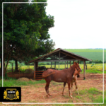 Rancho Linzmeyer_